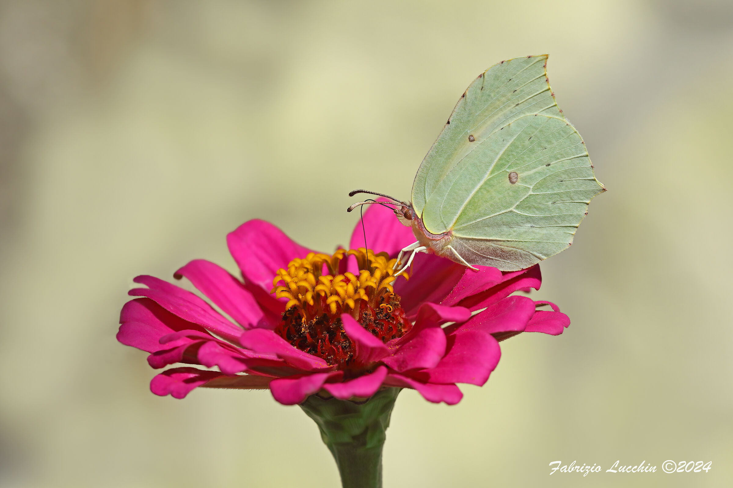 Gonepteryx rhamni (Esemplare femmina)