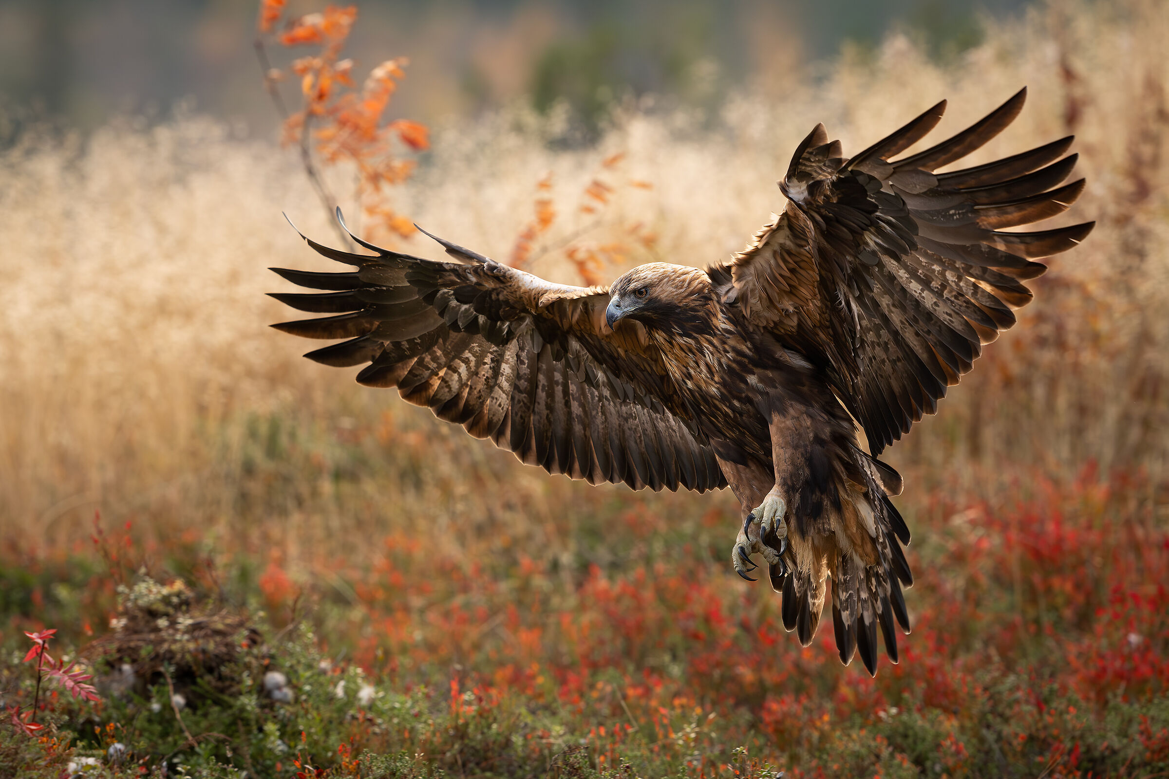 Golden eagle