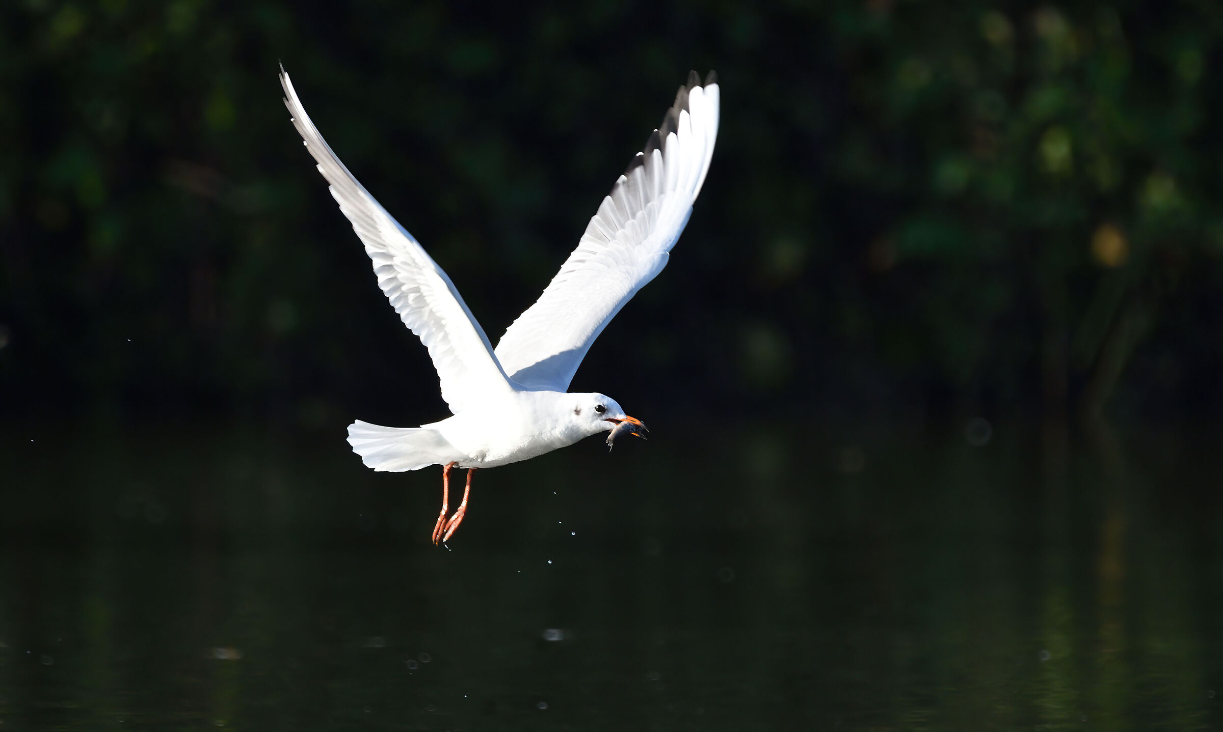 Seagull with prey