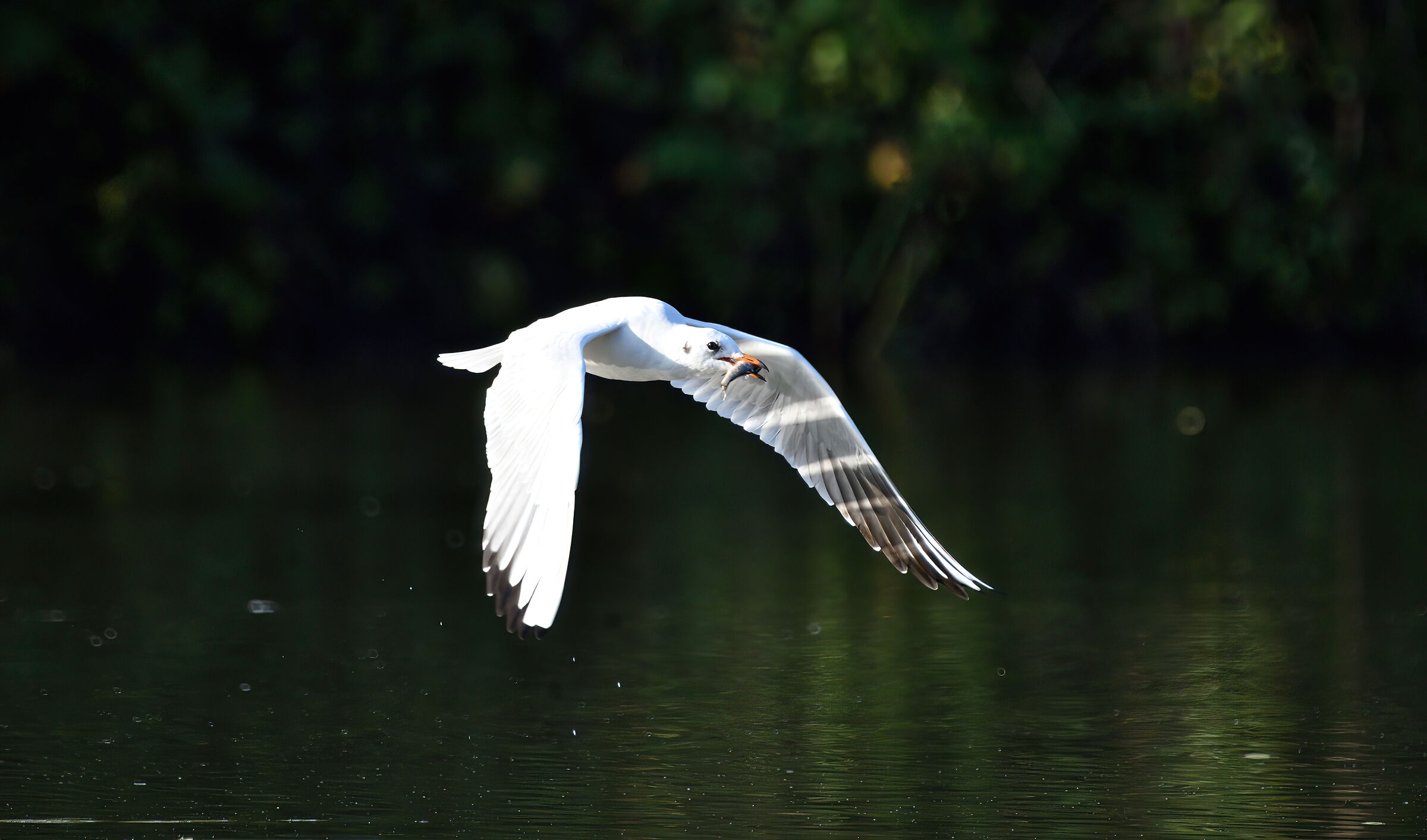 Seagull with prey