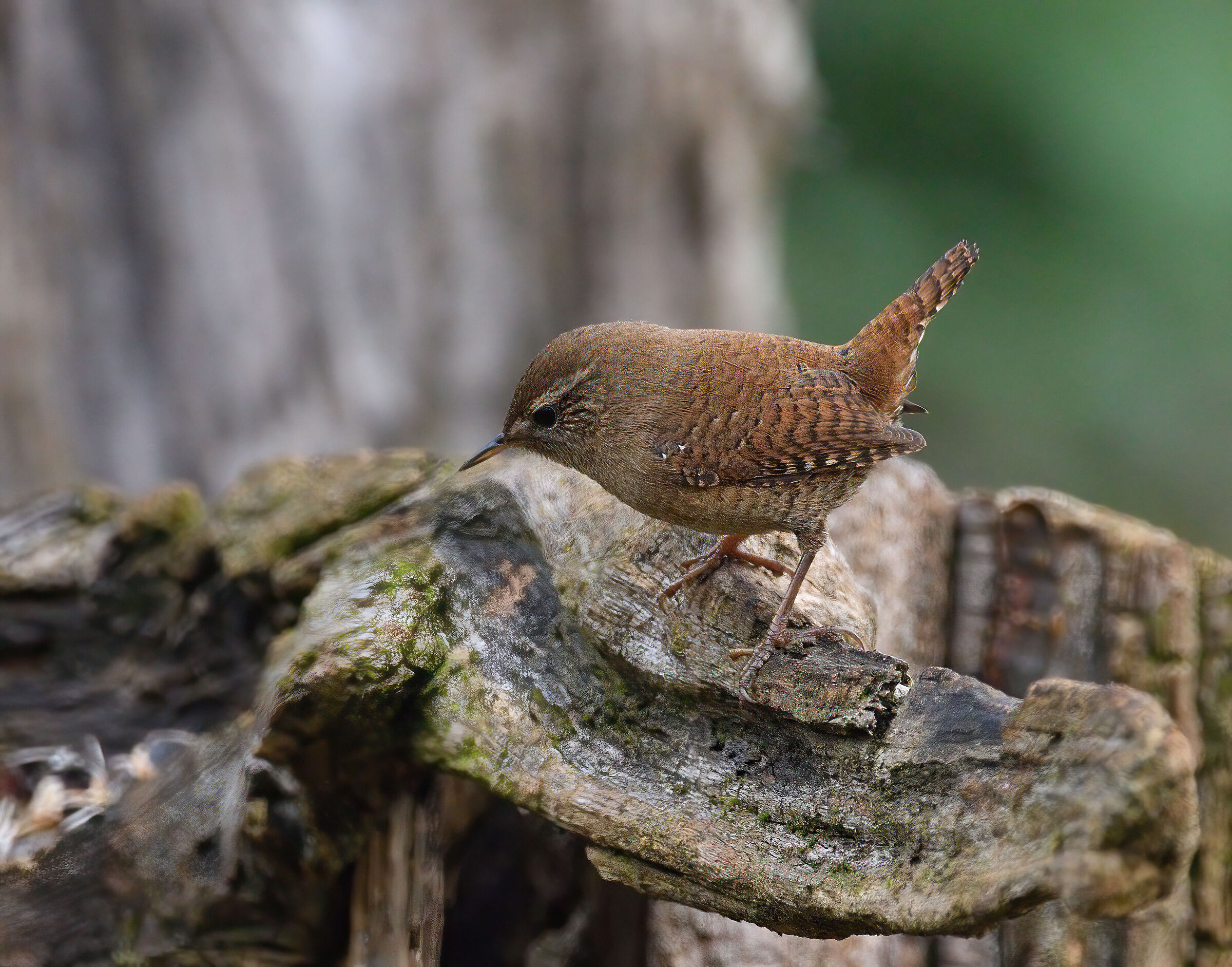 wren