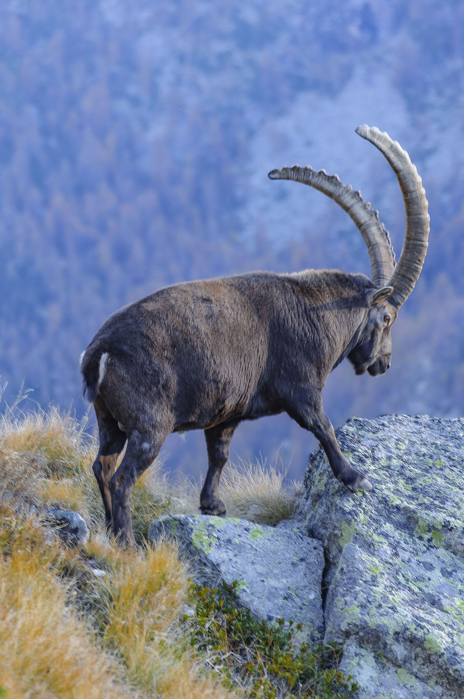 Ceresole Reale