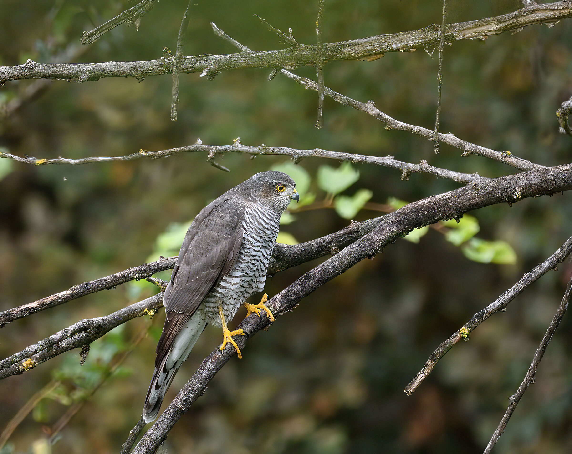Sparrowhawk