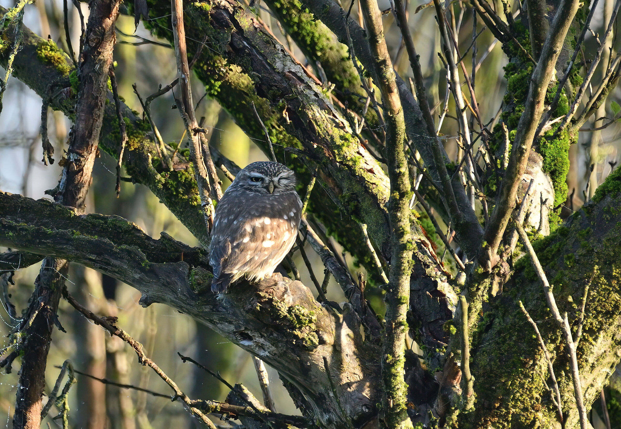 owl