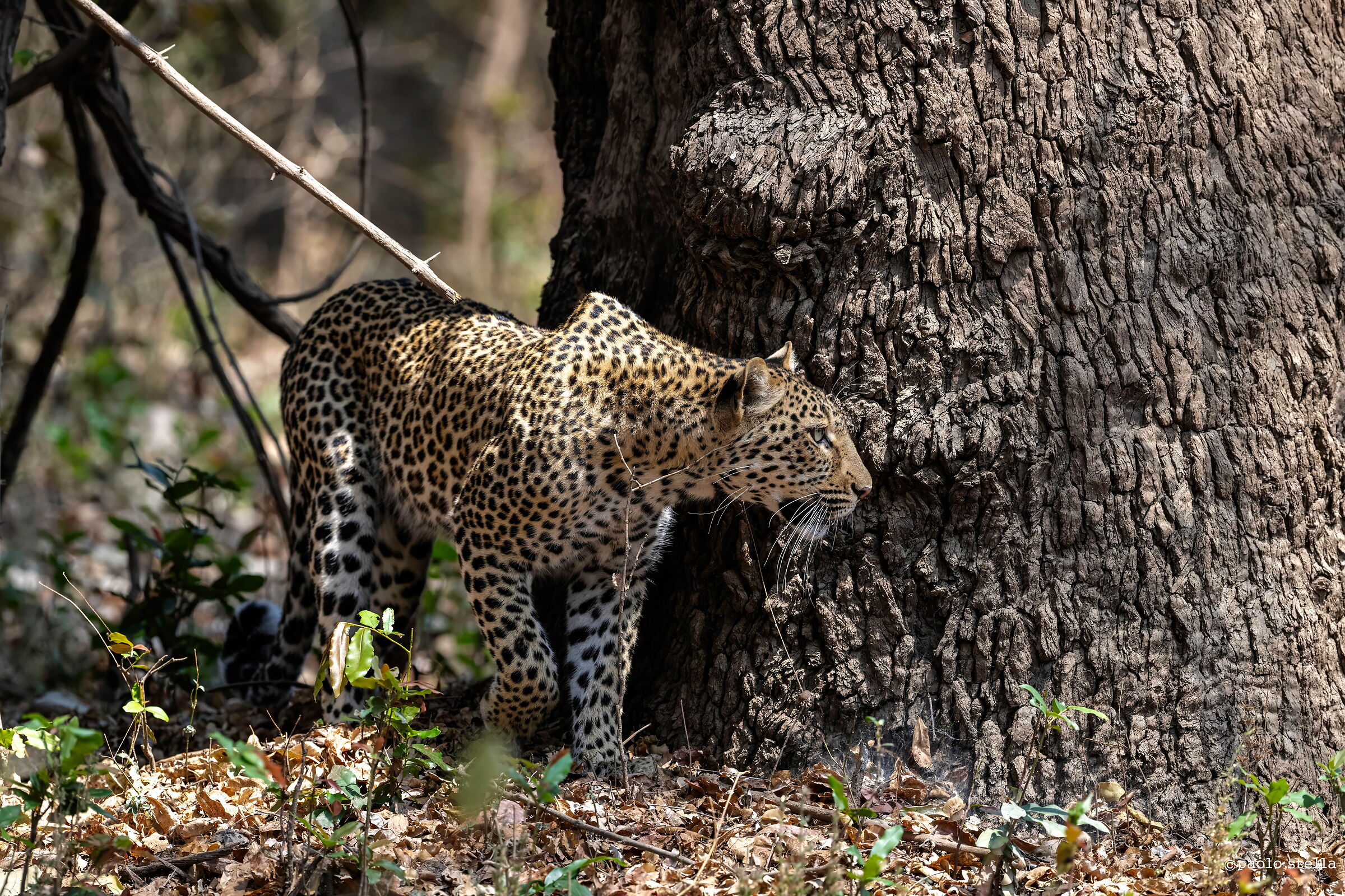 Always on the hunt