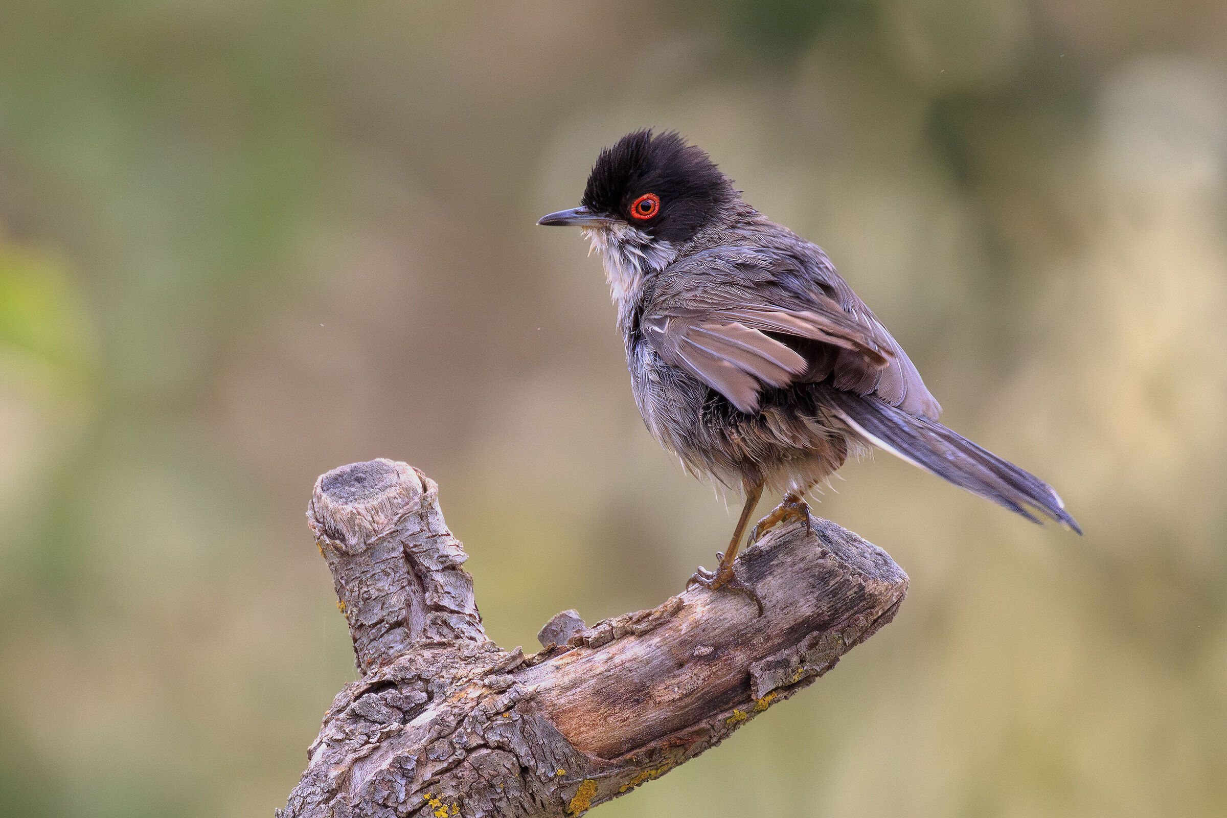 Sardinian warbler