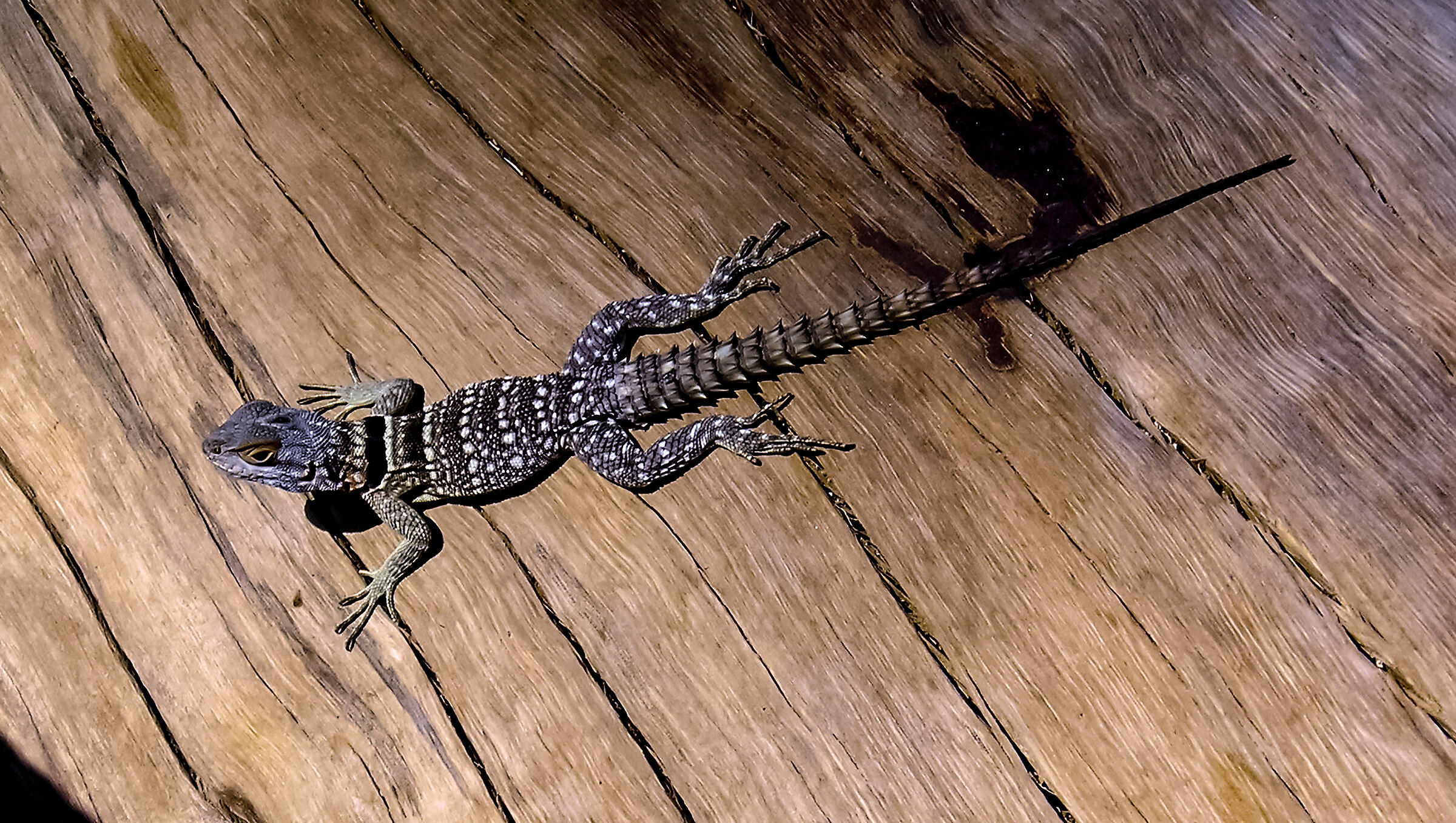 iguana del Madagascar