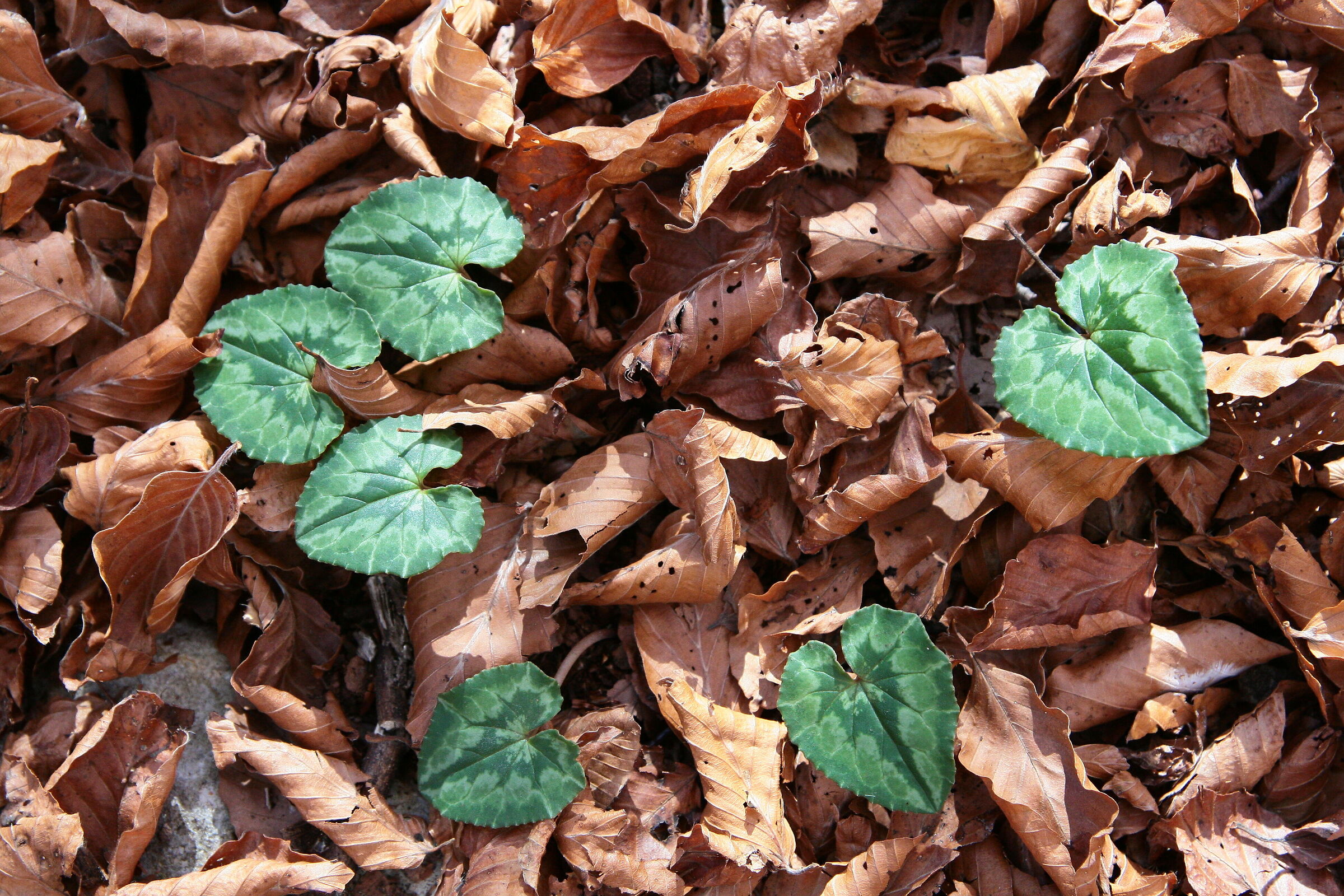 Ciclamino selvatico