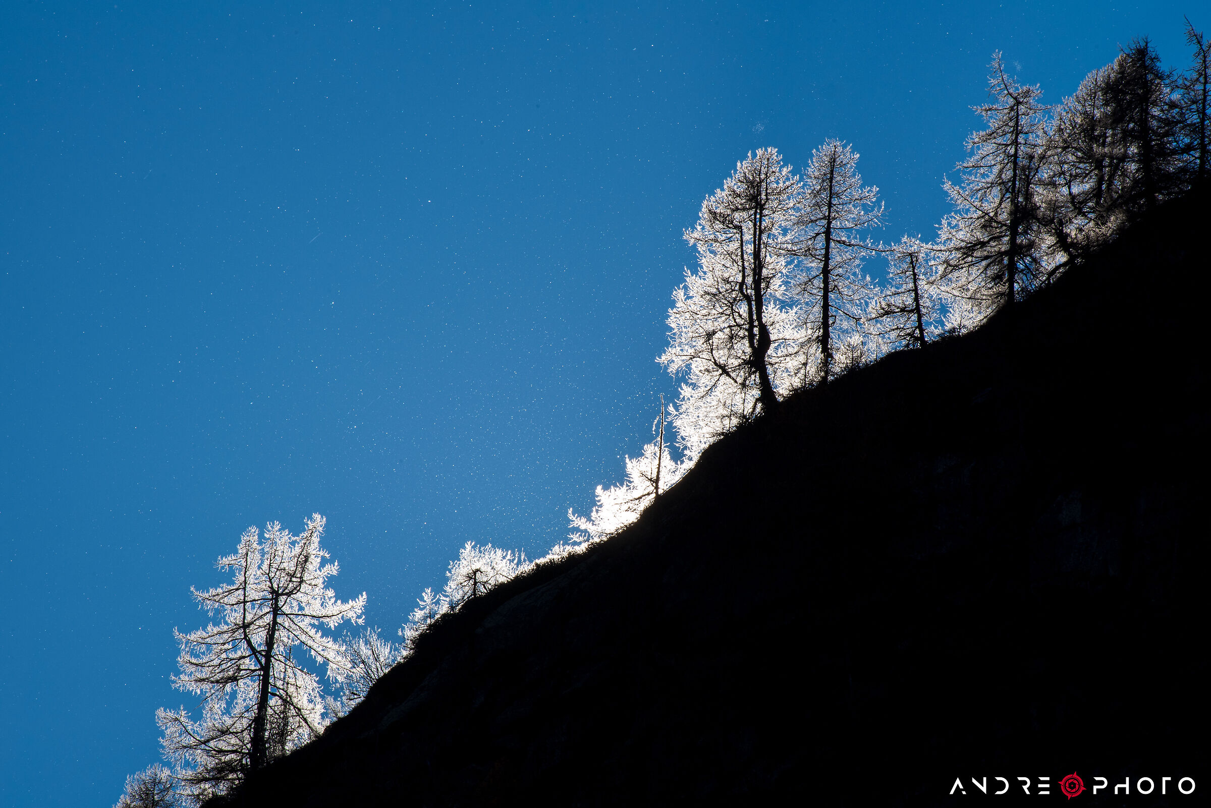 Autumn against the light