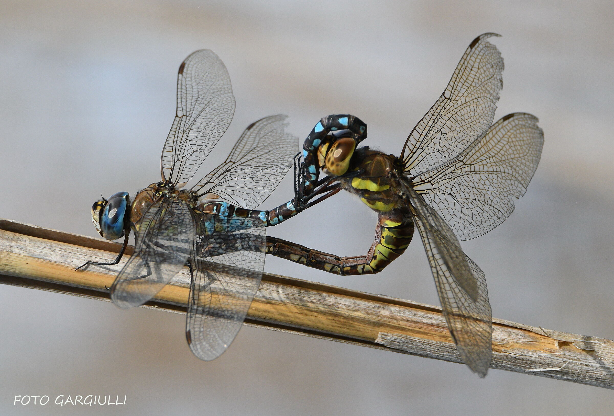 Loves among dragonflies