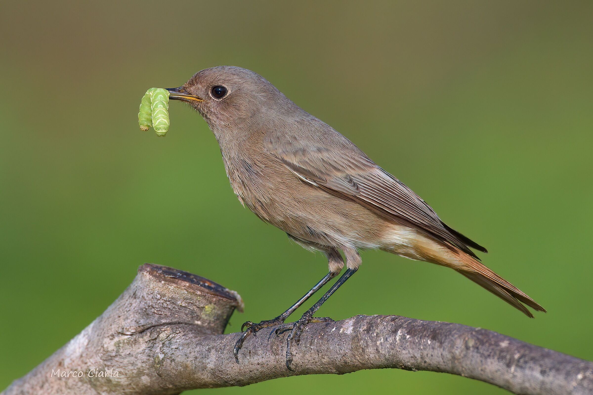 Chimney Sweep Redstart (Phoenicurus ochruros)