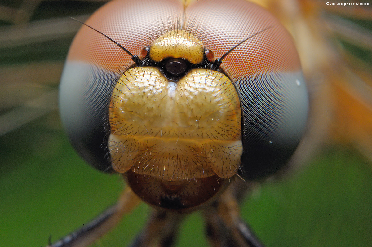 Objective on ommatidia