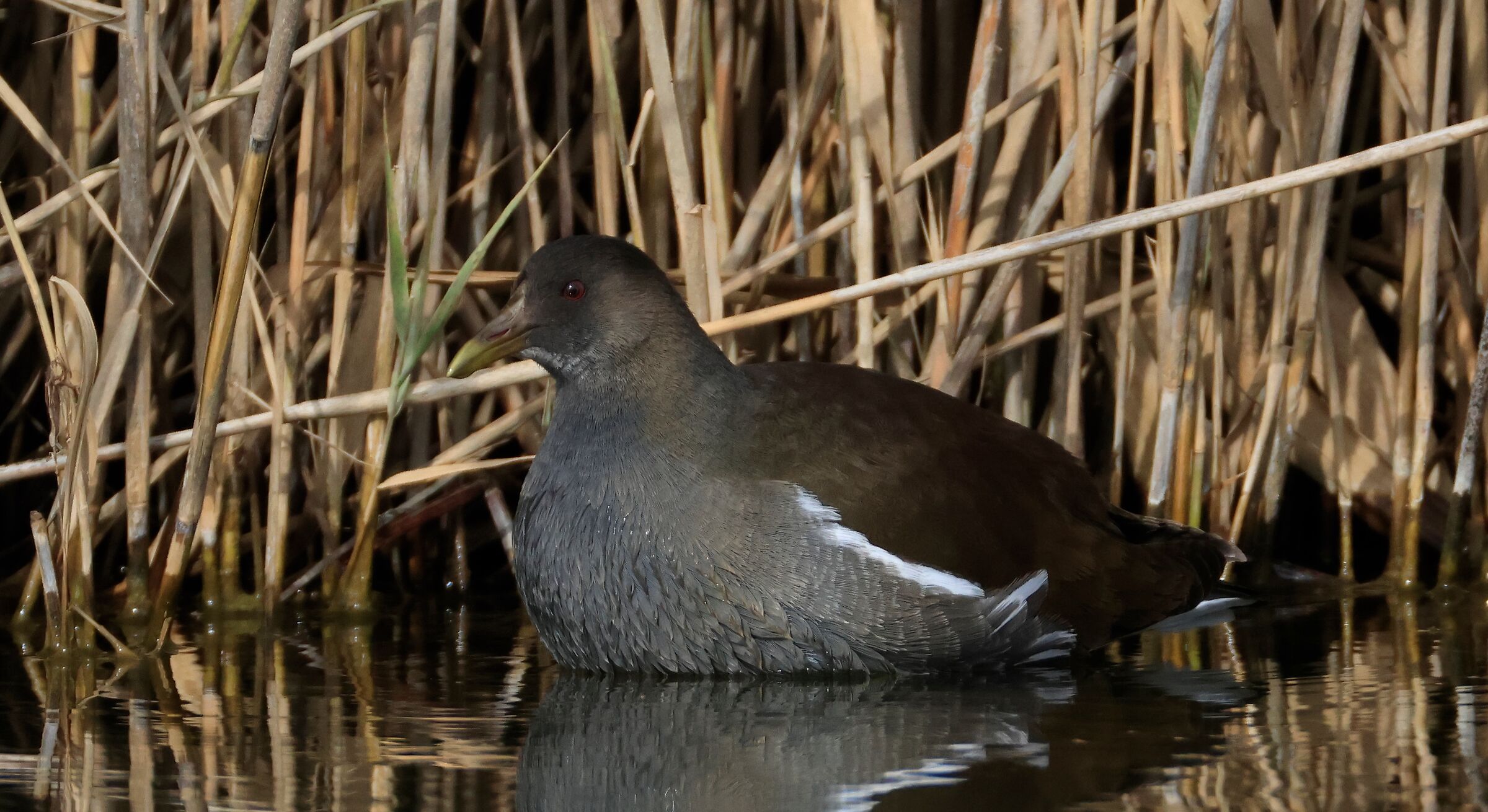 gallinella primo inverno,veste abito da immaturo