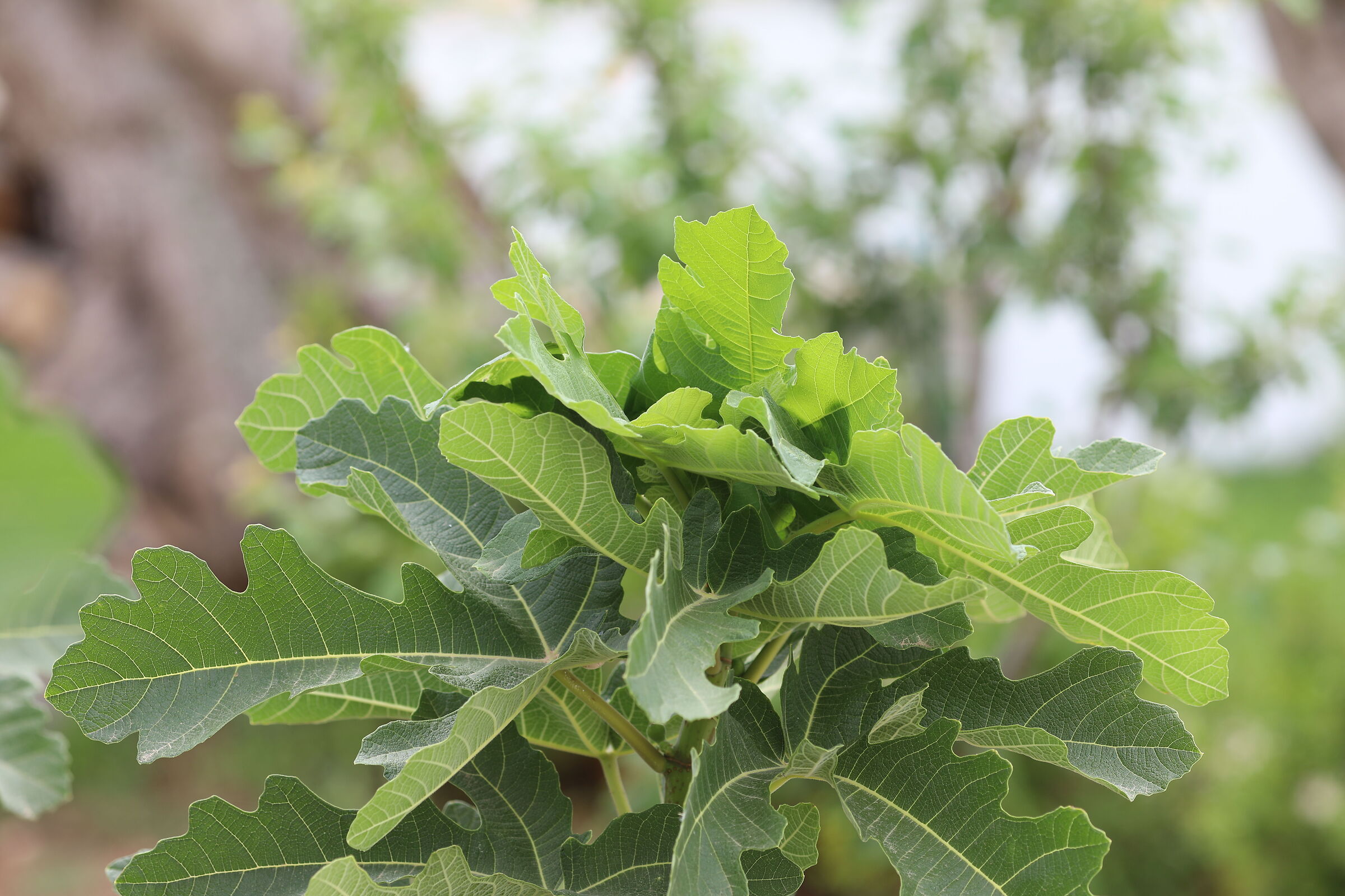 Ei, "Crop 189" Canon 5 D IV, 135 F. 2 L usm+ TC 1....