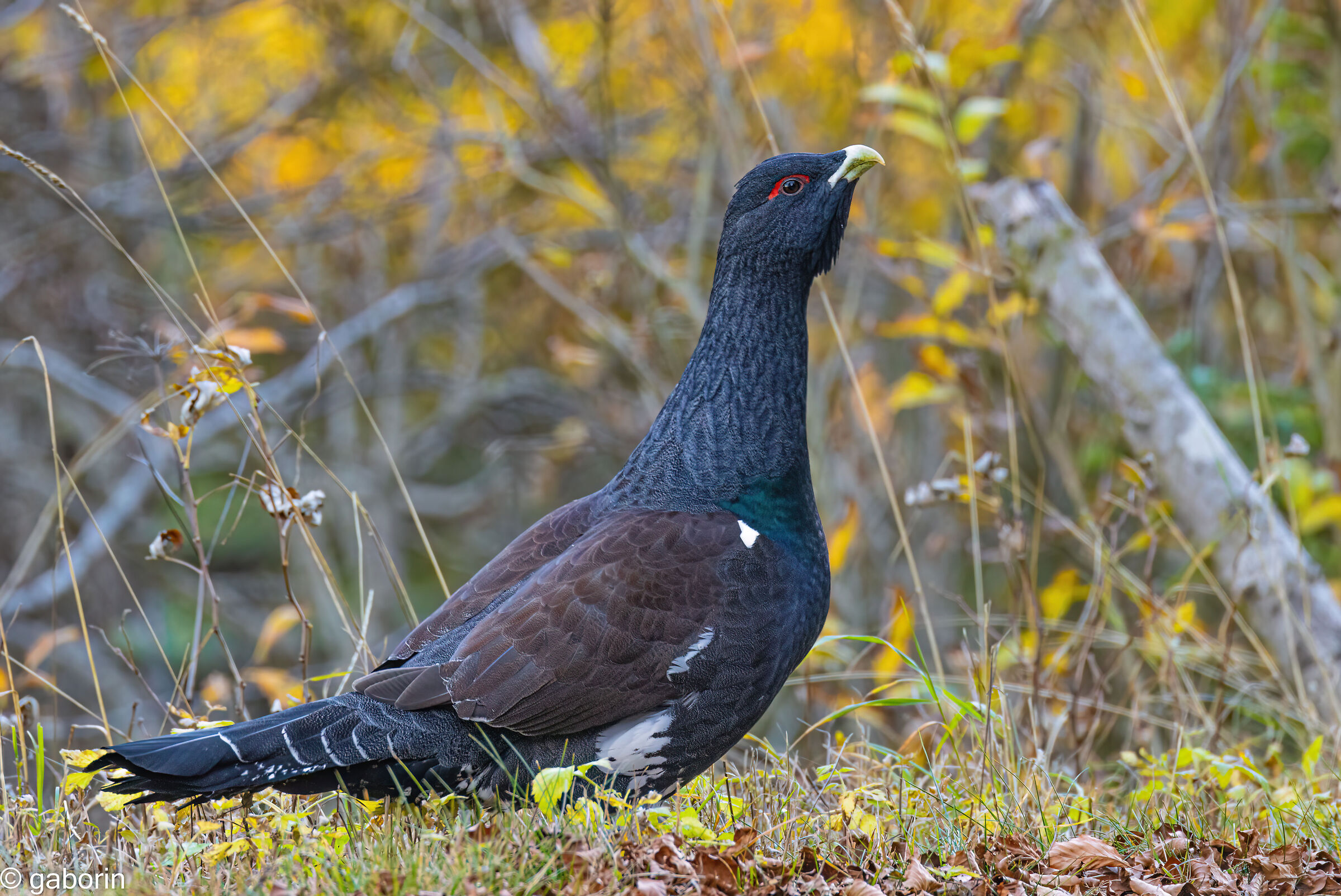 grouse