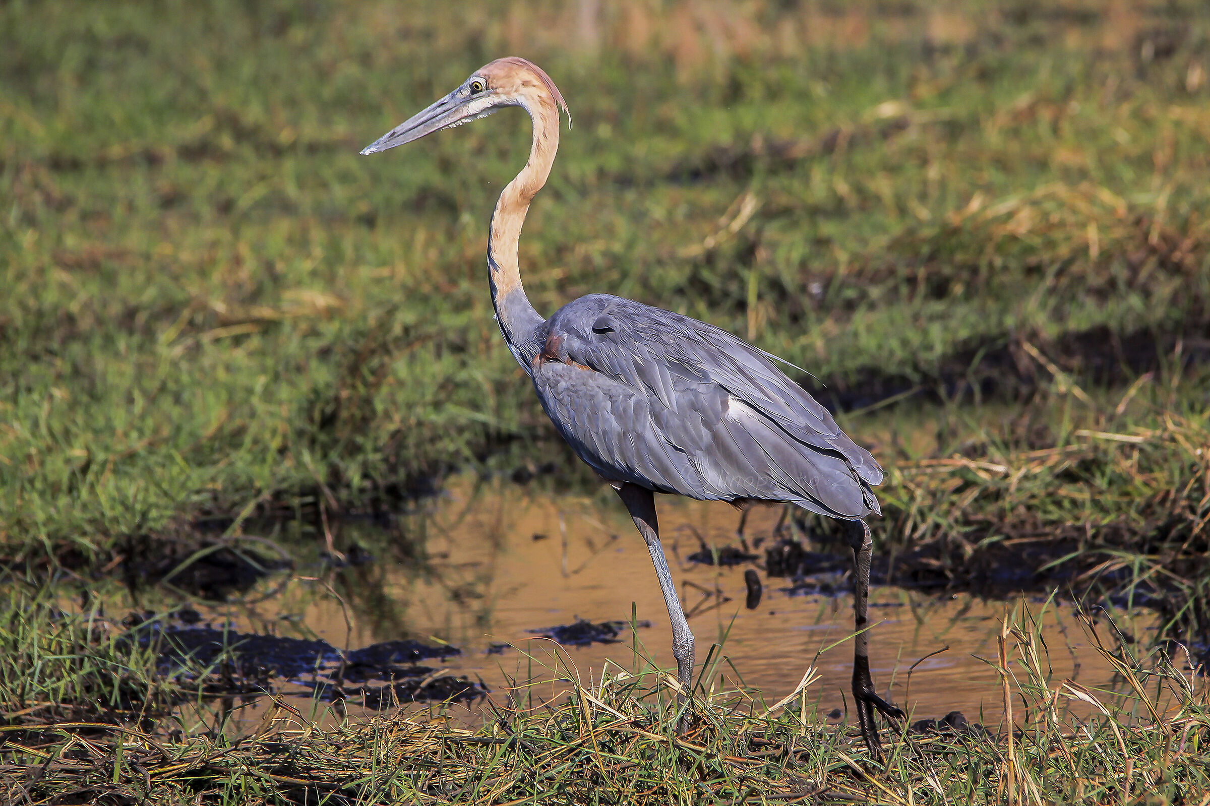 Airone Golia - Chobe National Park - Botswana