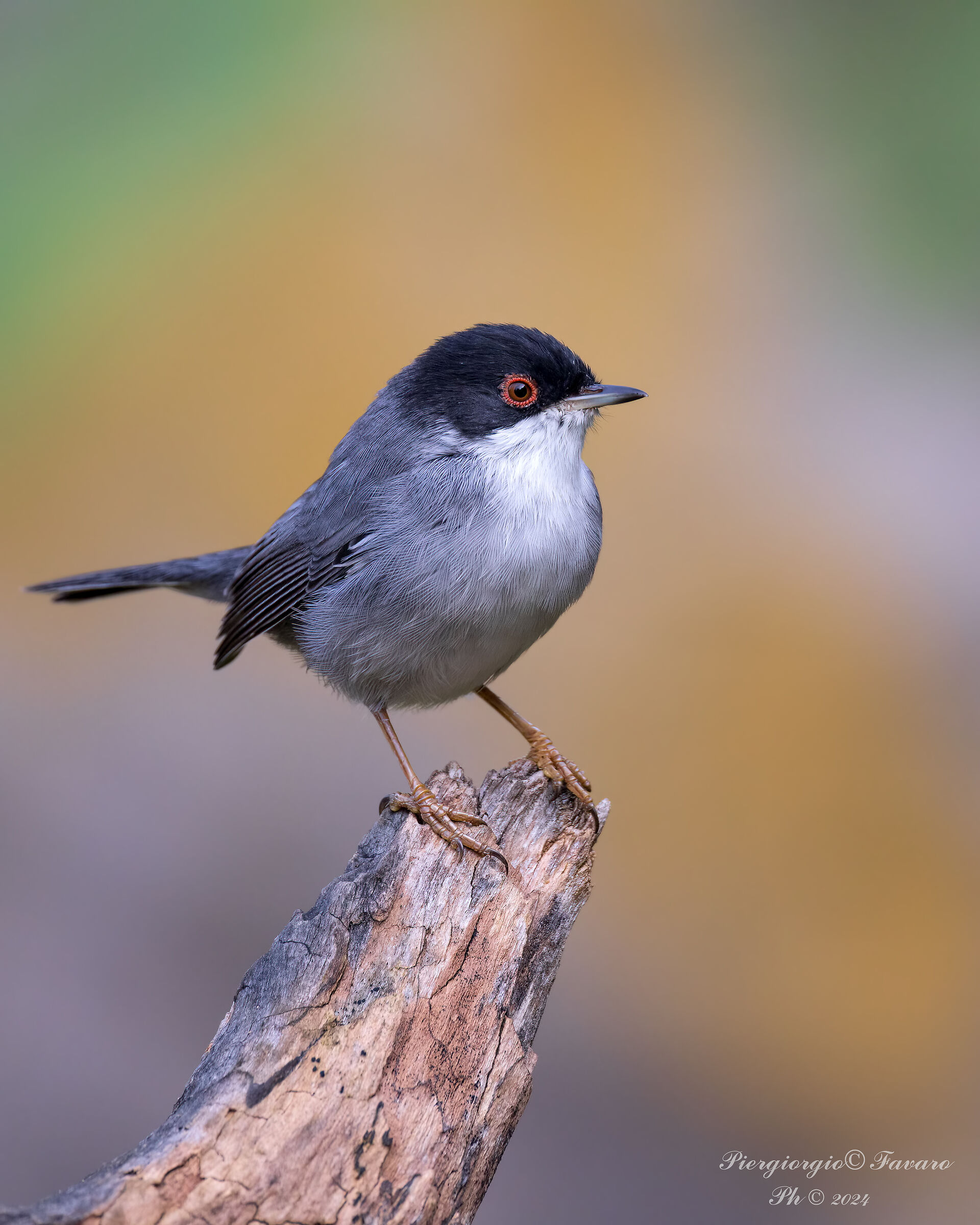 Male Warbler.