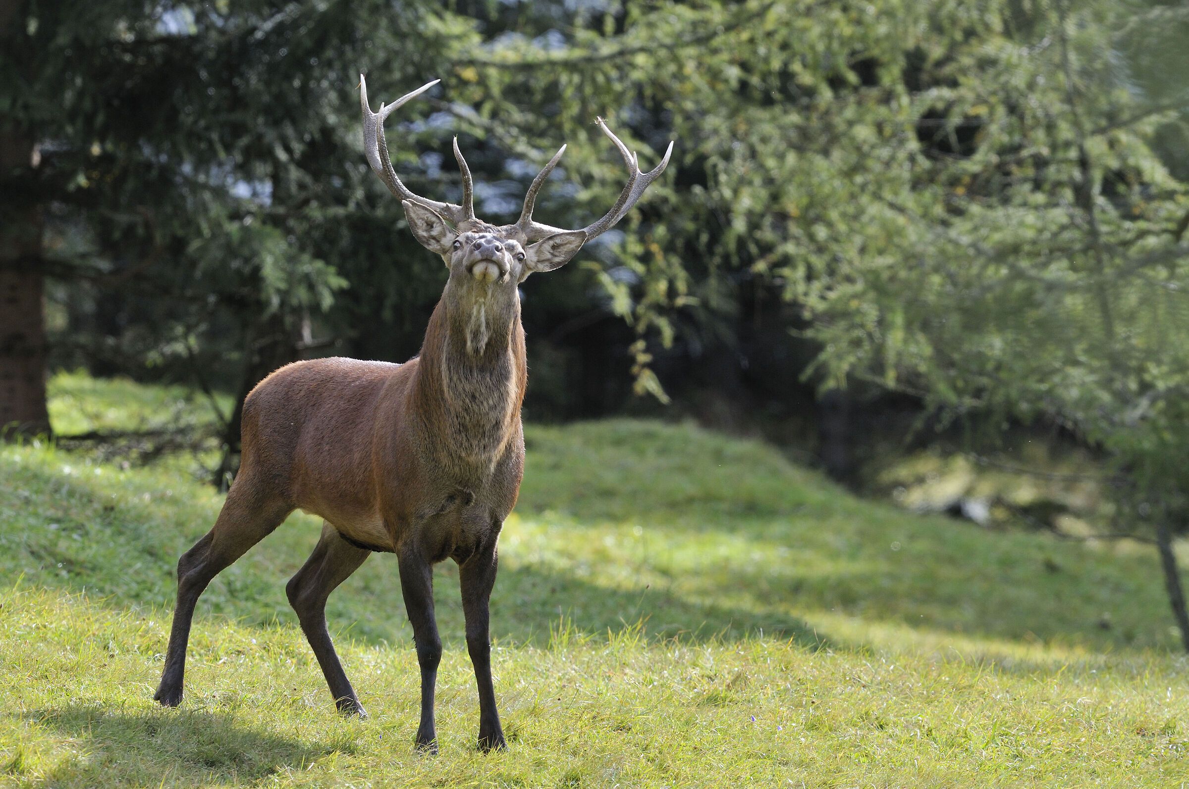 Cervo Periodo degli amori