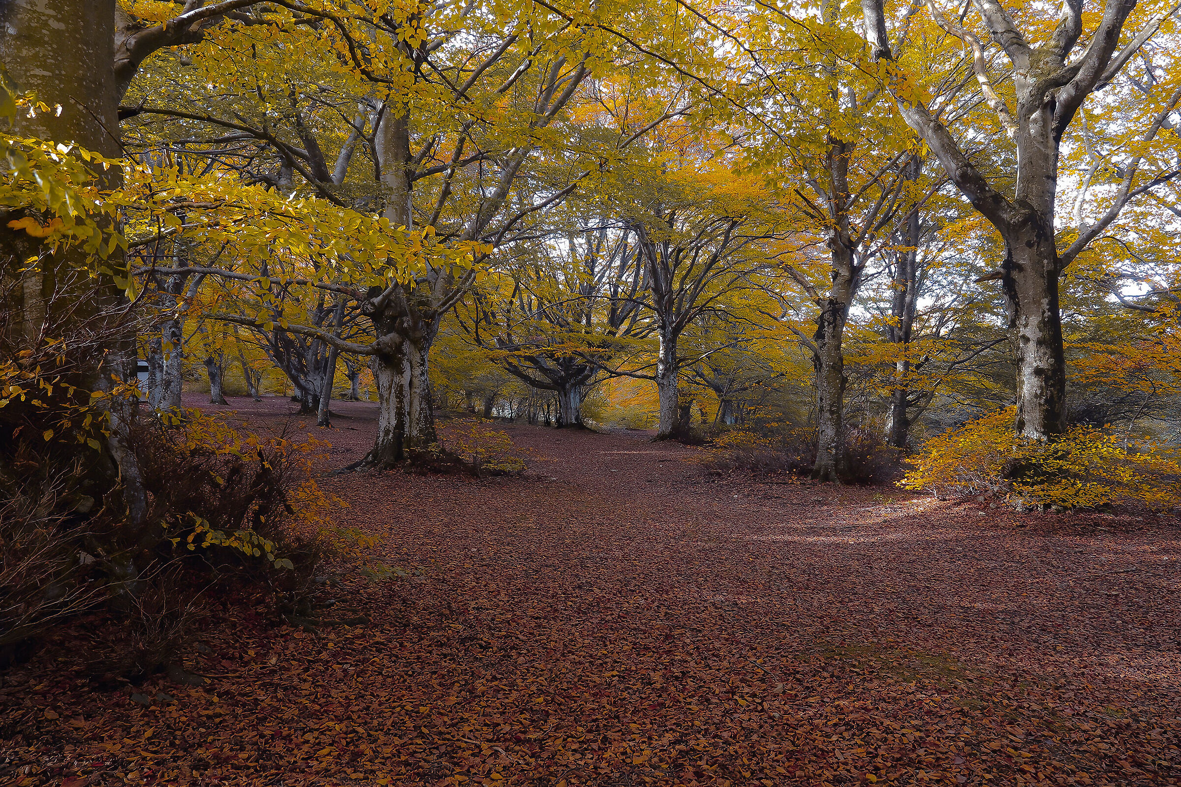 l' atunno in faggeta