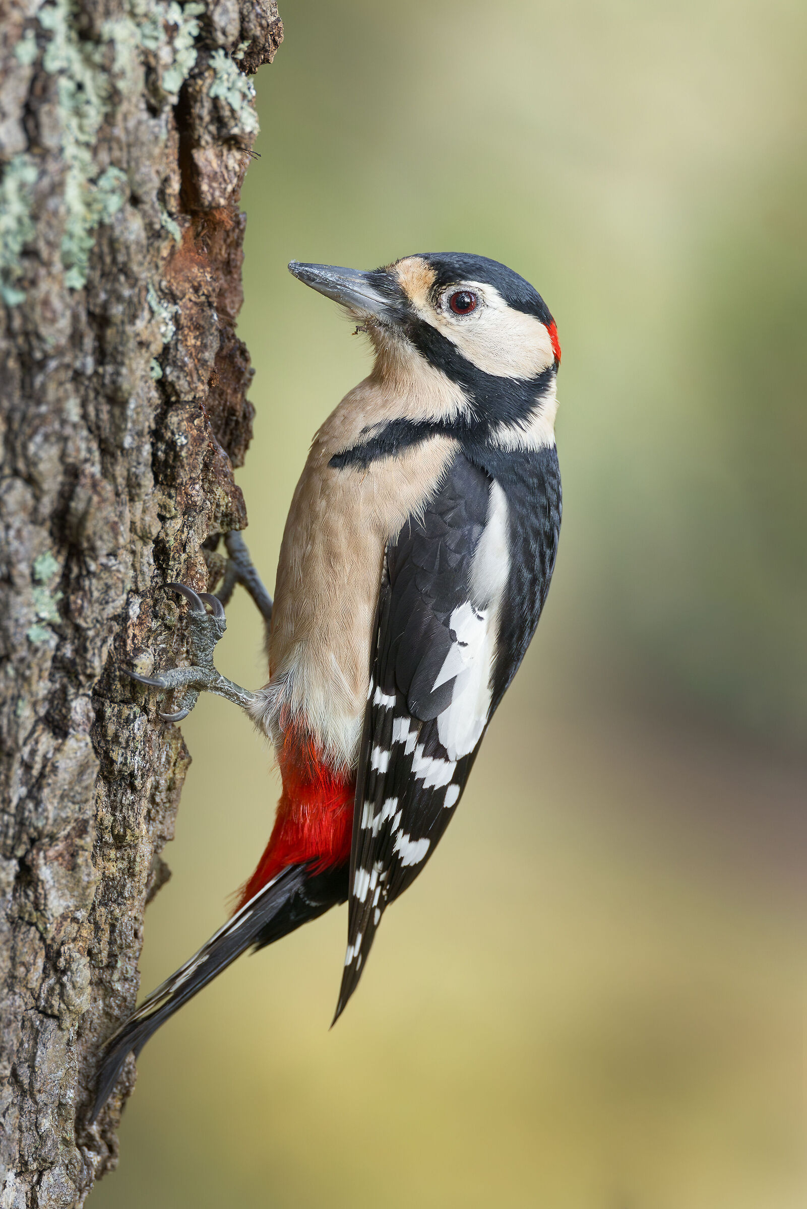 Great spotted woodpecker