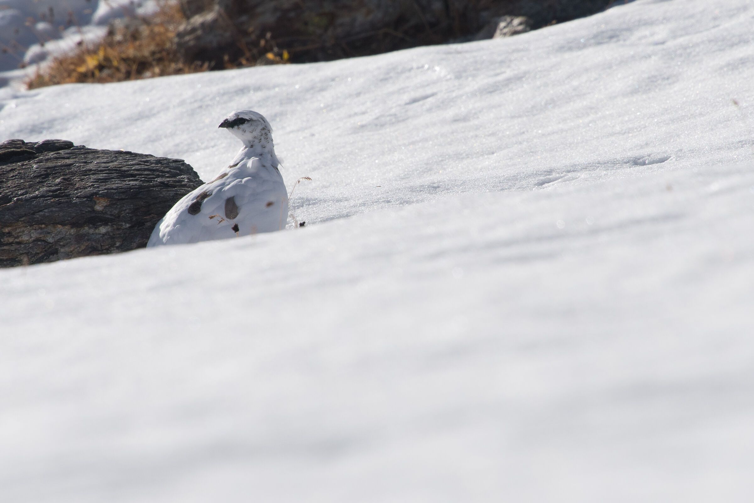 Pernice quasi in manto invernale