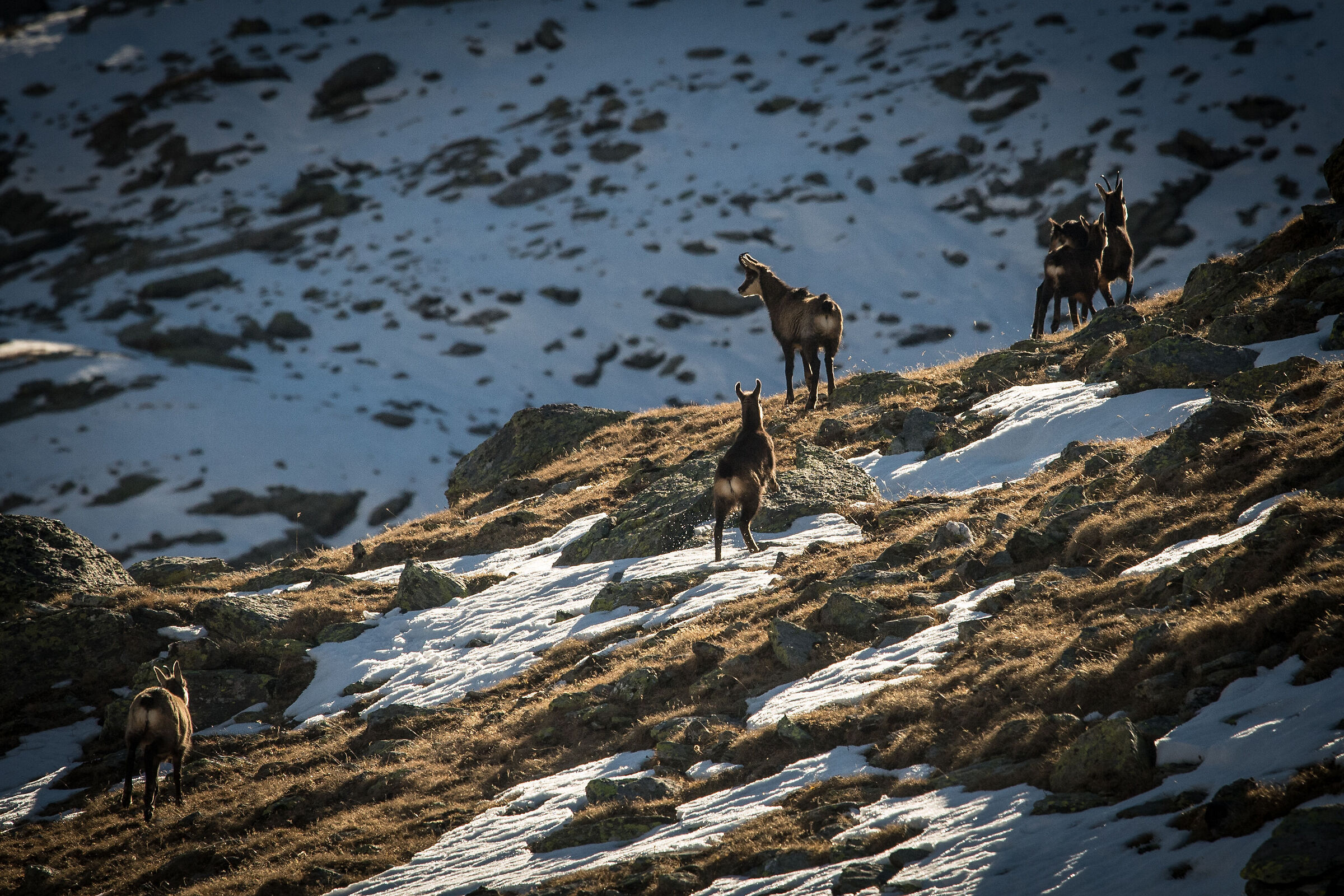 Camosci inizio degli amori