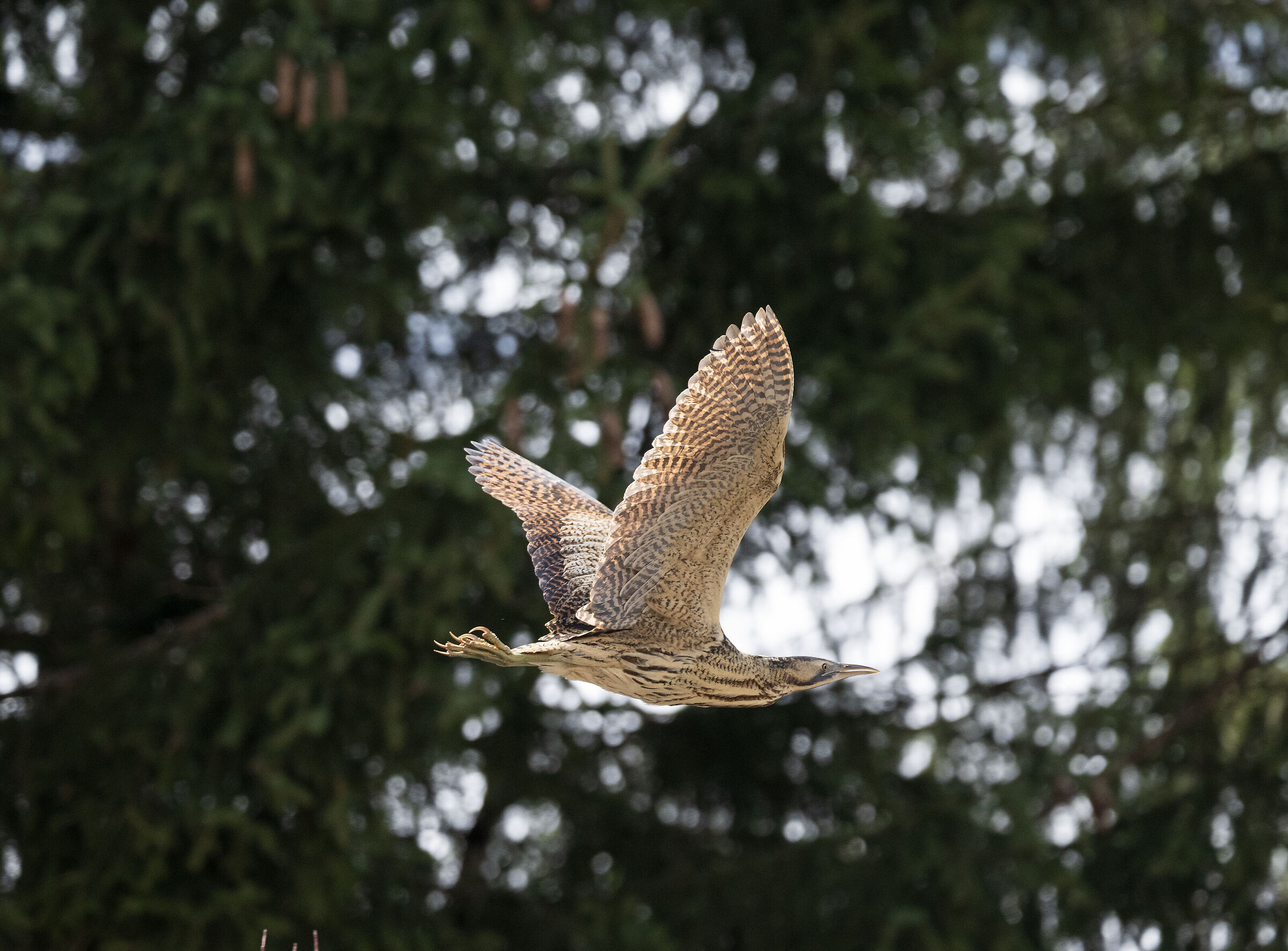 Airone dorato a 1336 m. Parco Nazionale dello Stelvio