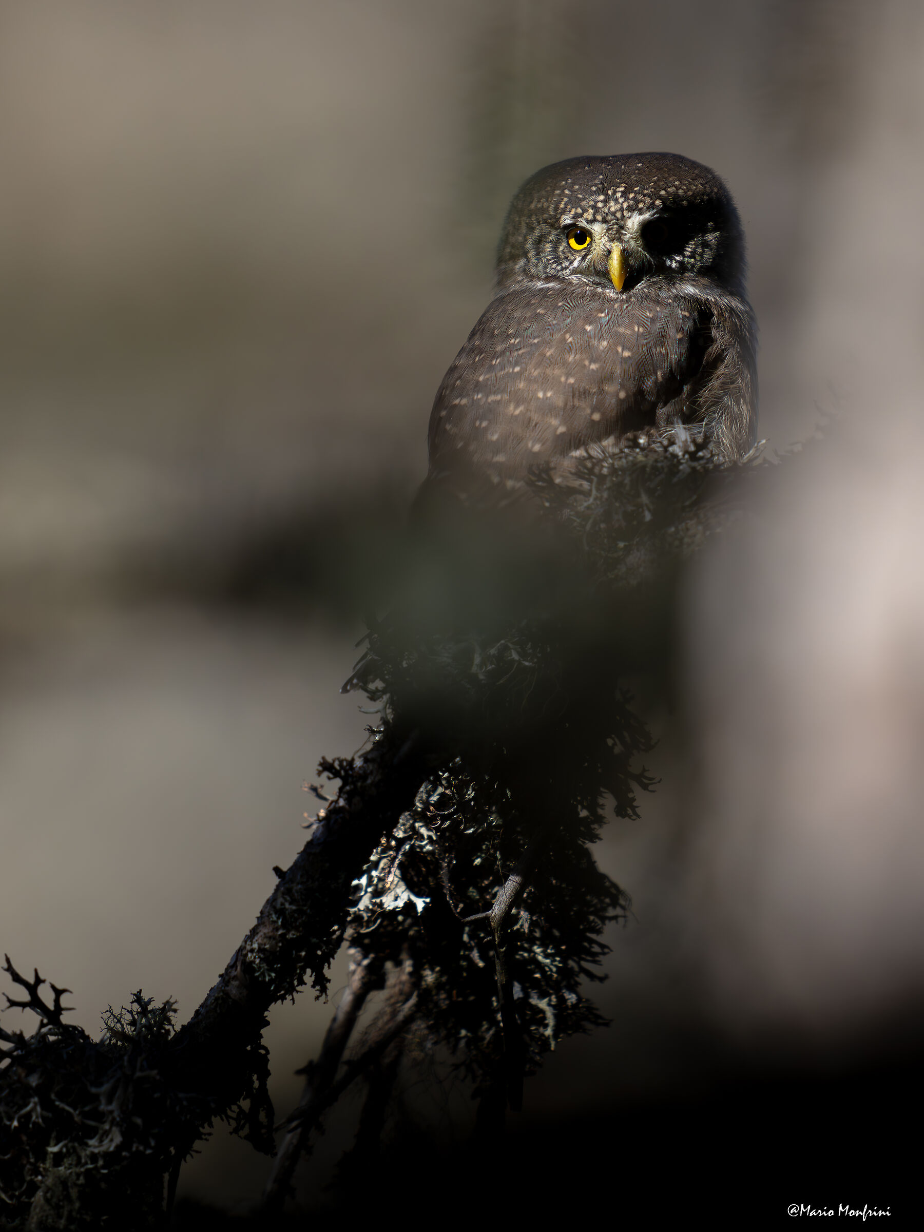 Between light and shadow