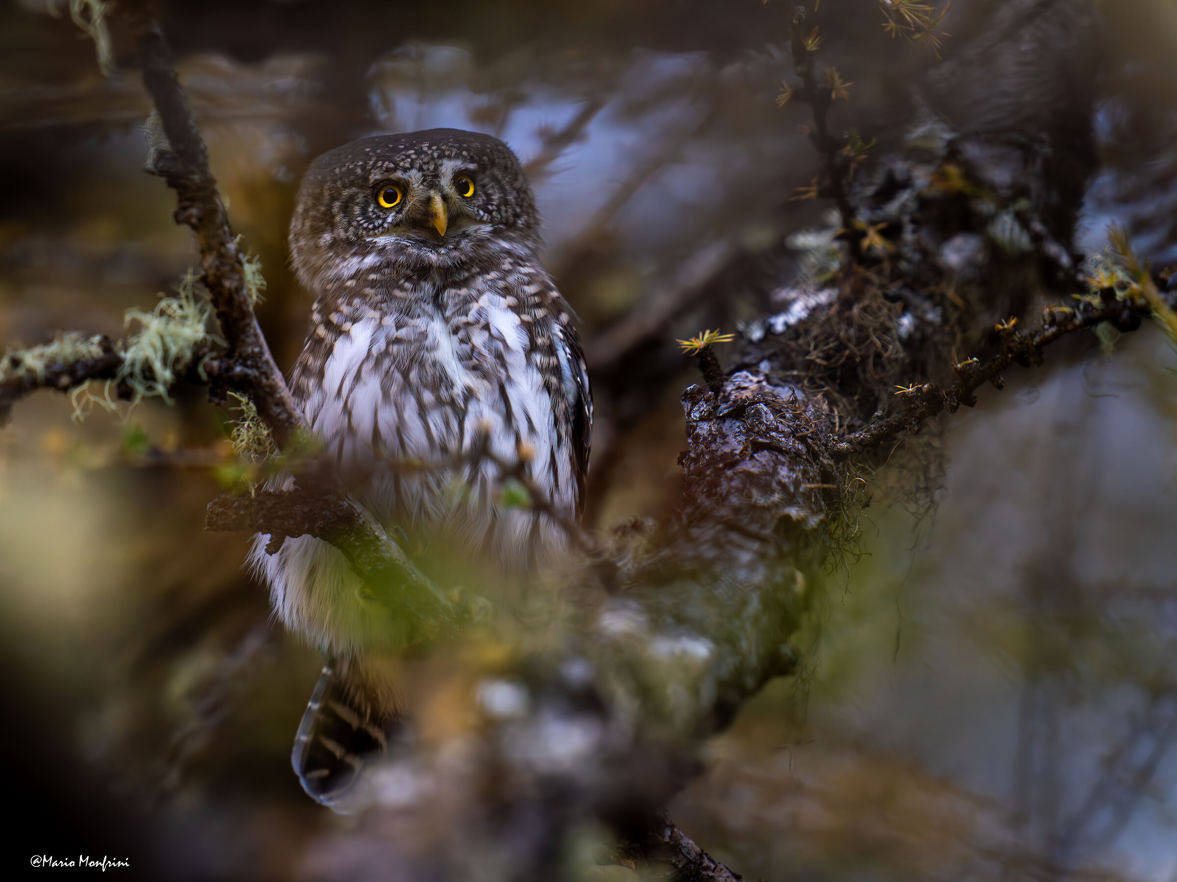 La magia del bosco autunnale