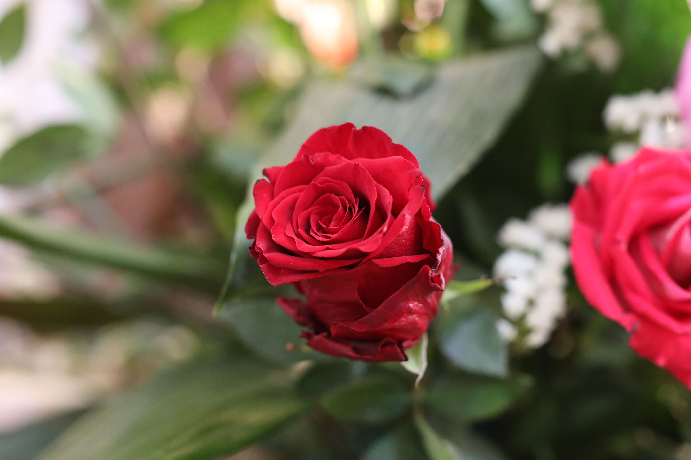 Ei, " @ ISO 6 Mila 400 " Canon 5 D IV, Milvus 50, ...