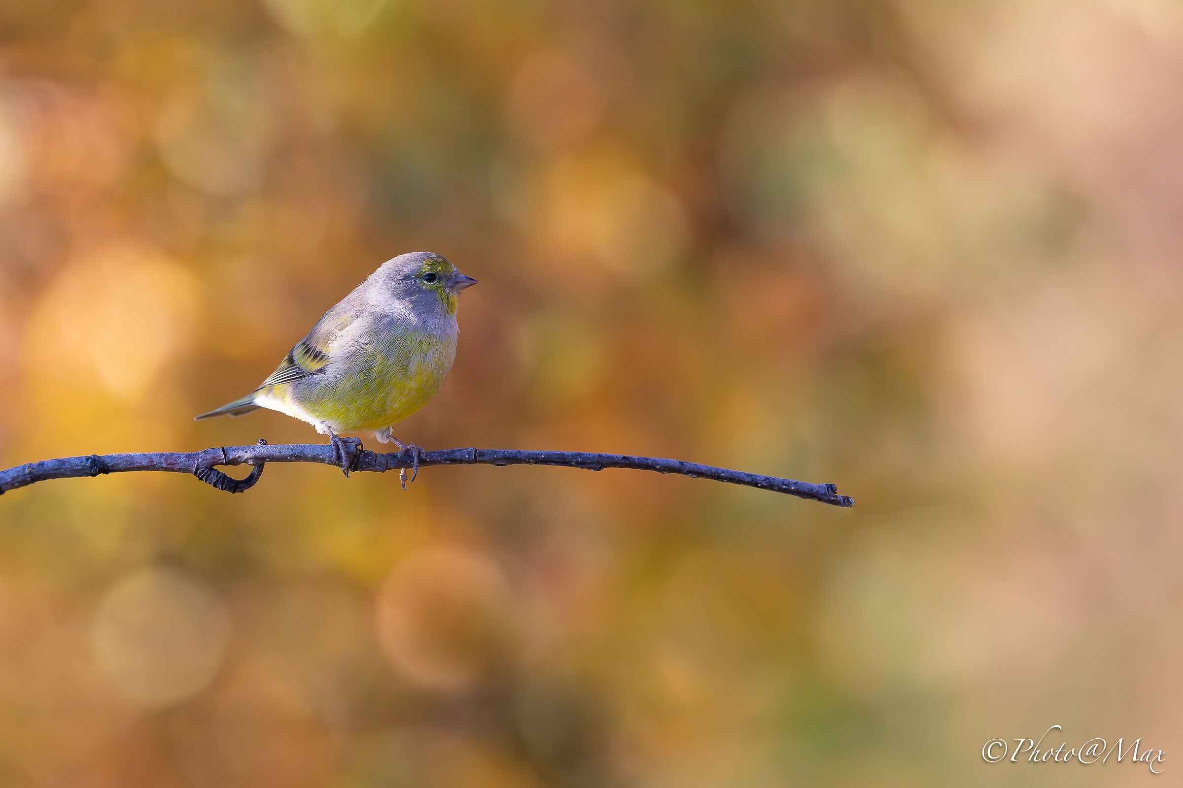fotografare in autunno