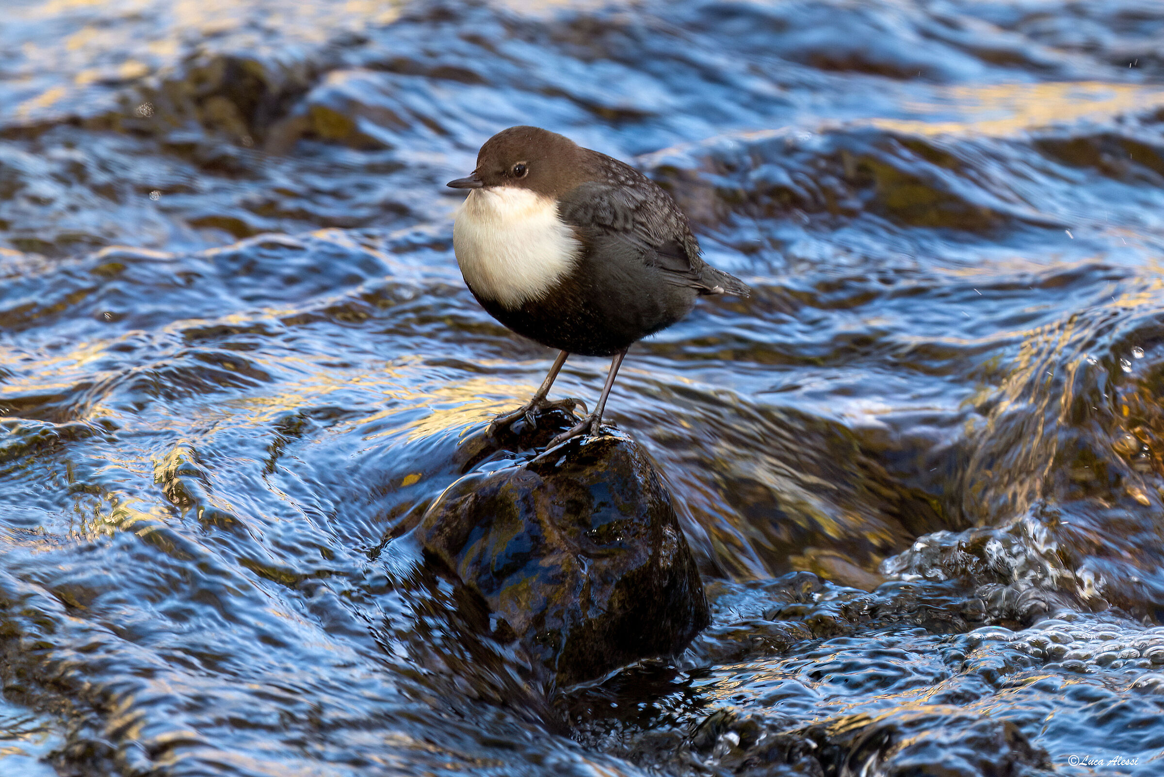 White-throated dipper