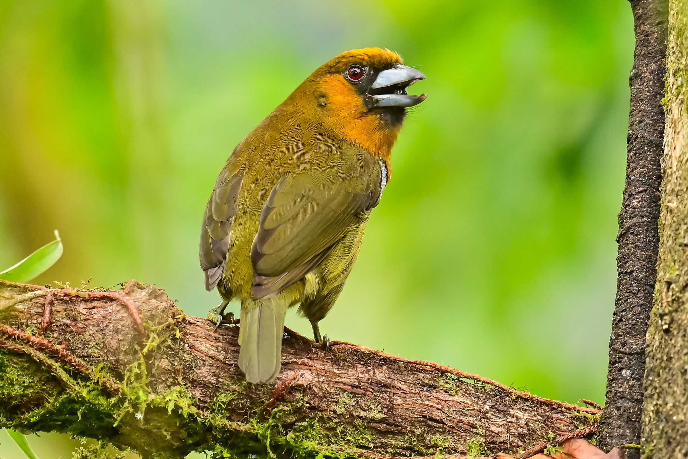 Il barbetto beccodentato