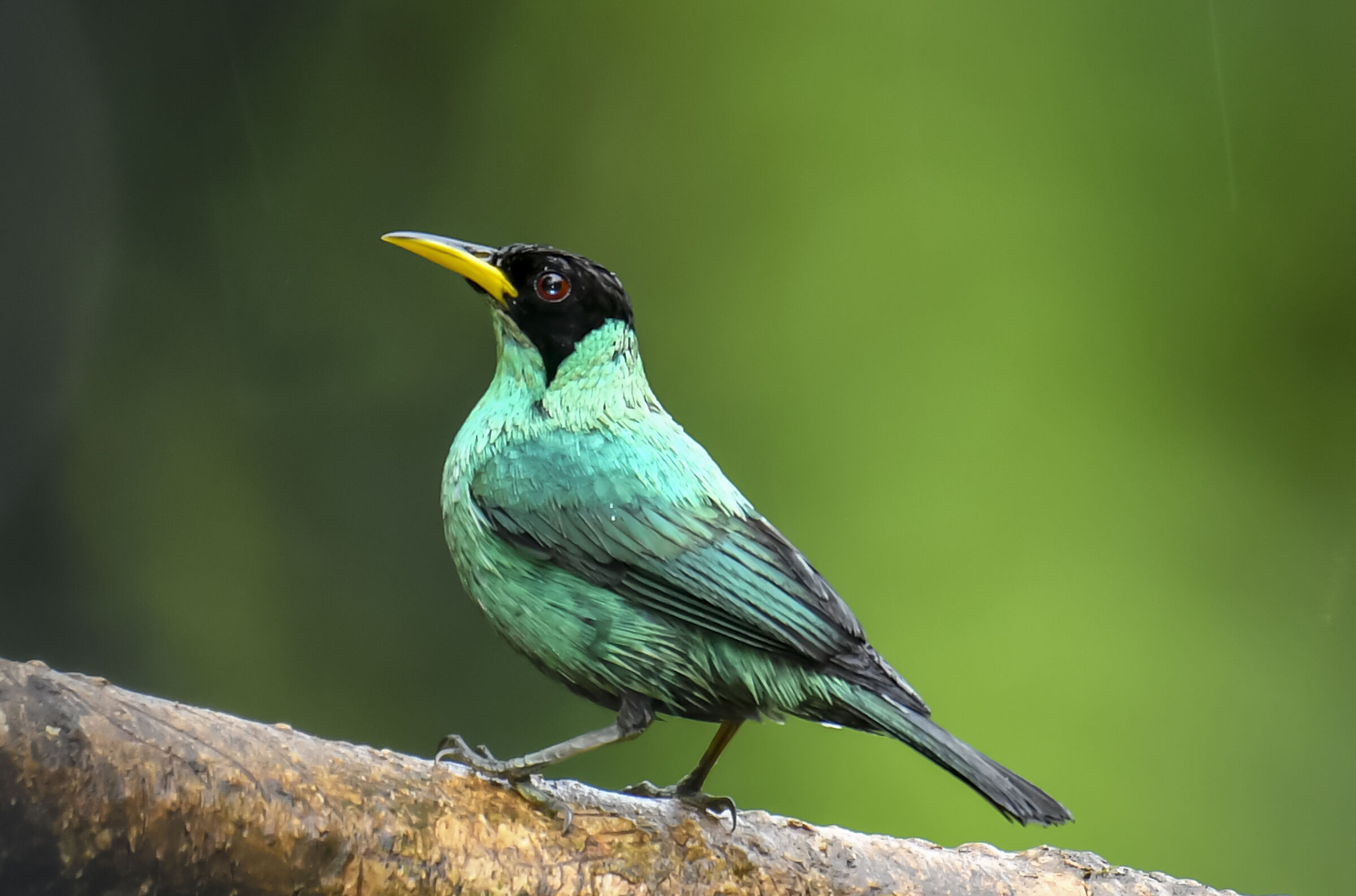 Il mielero verde
