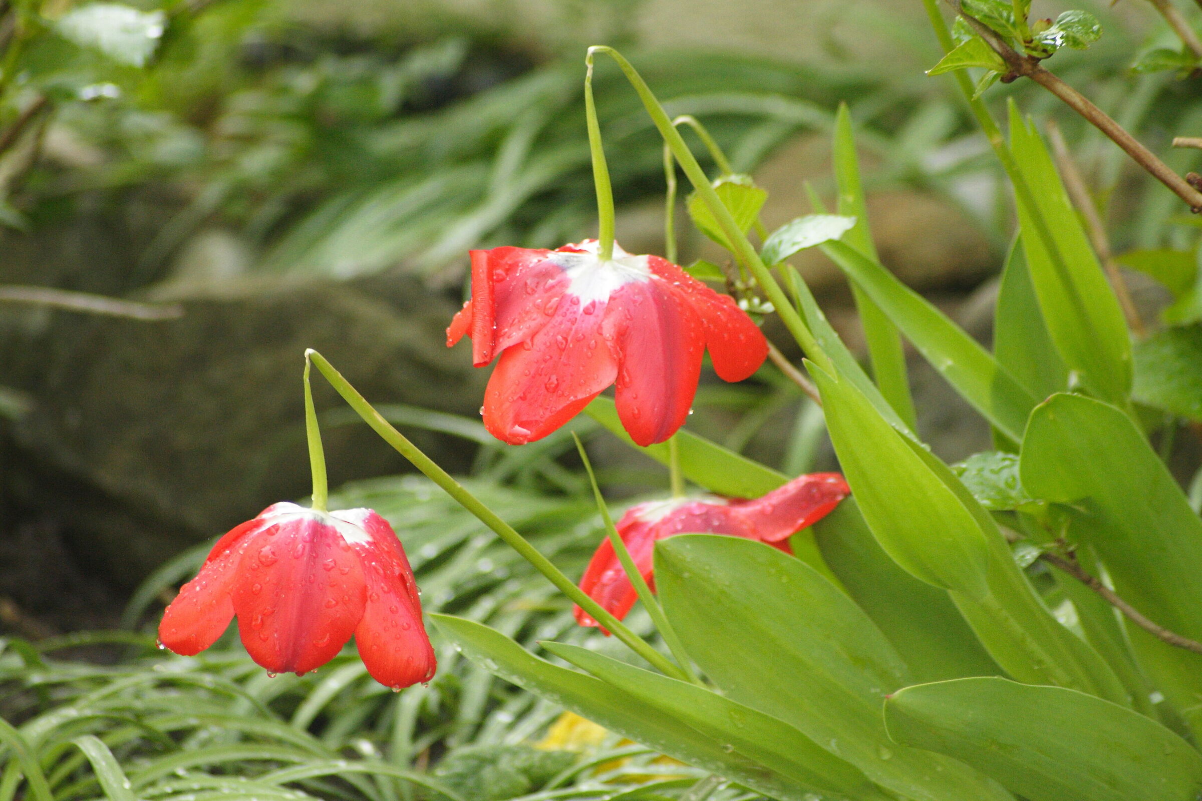After the Rain 2