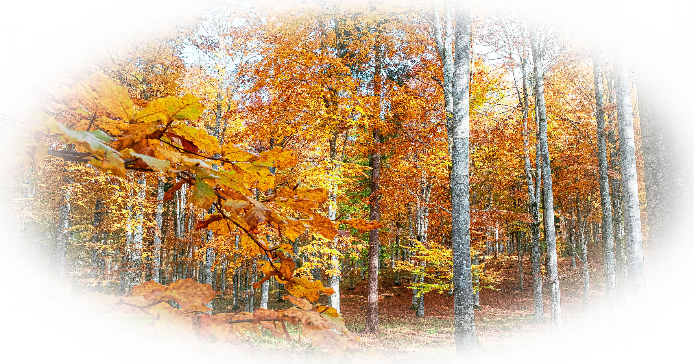 The forest of chattering elves