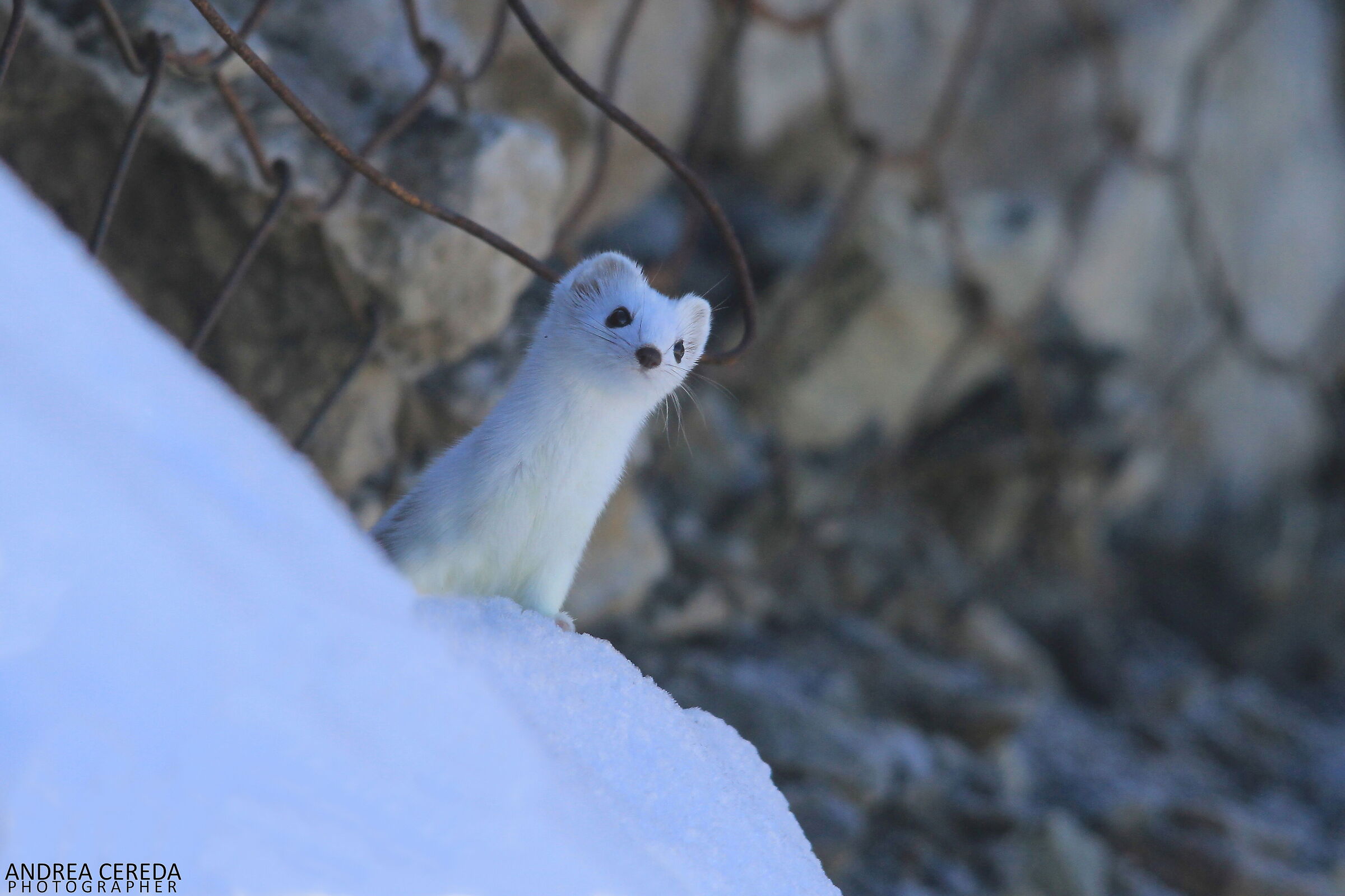 Mustela erminea - Ermine