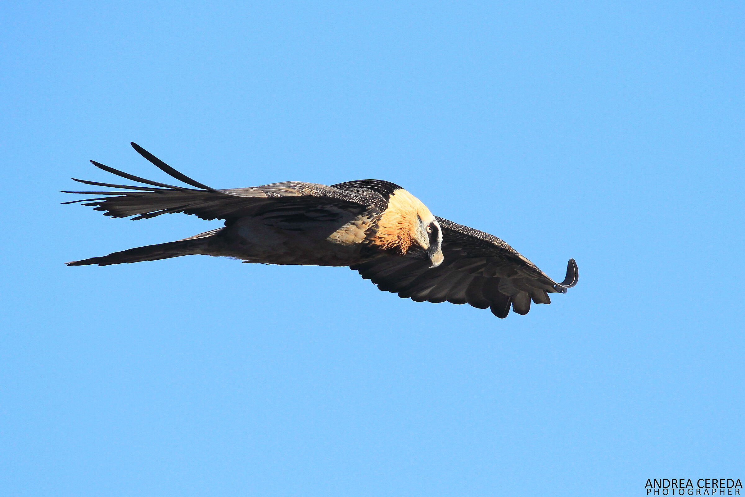 Gypaetus barbatus - Bearded Vulture