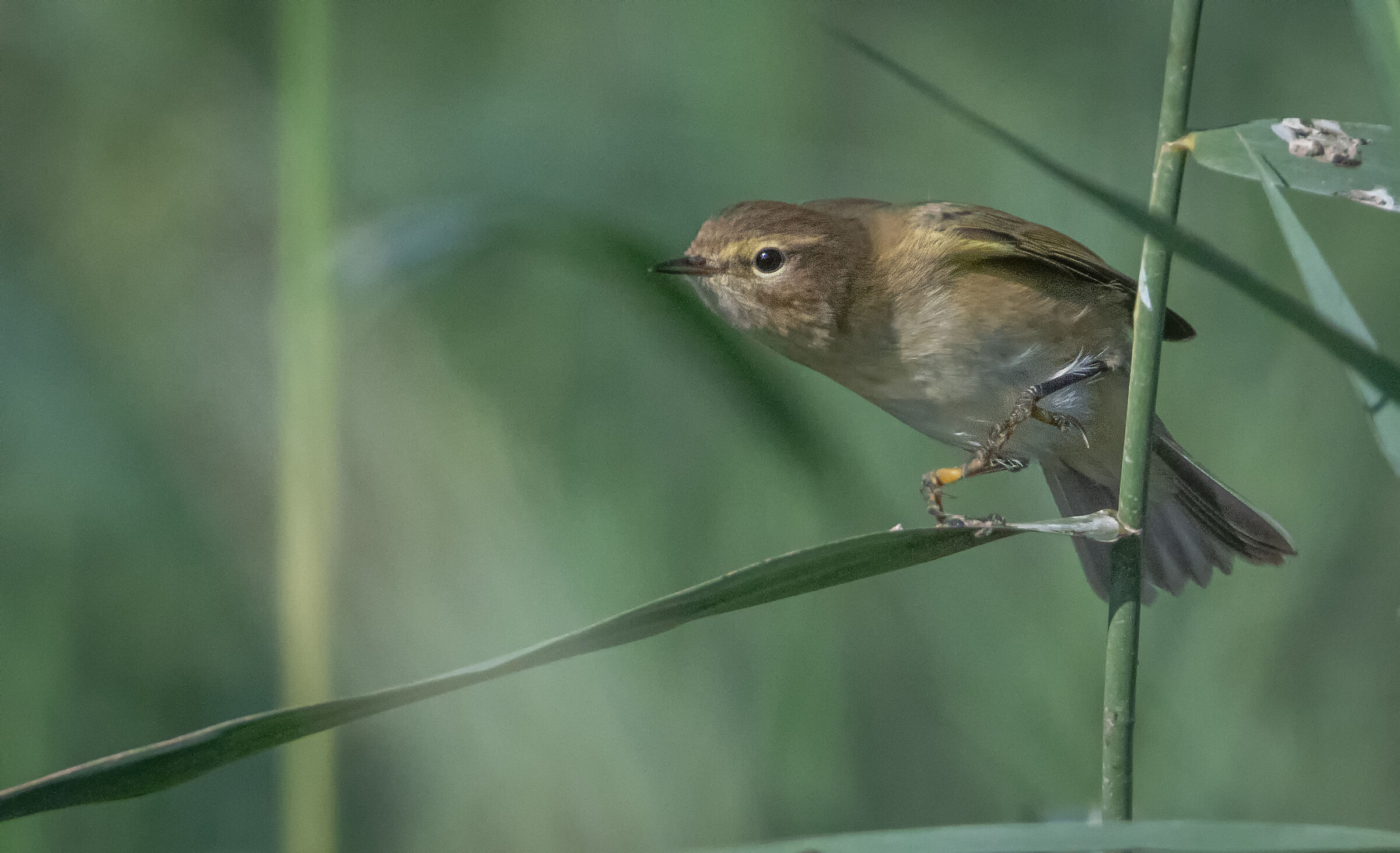 Chiffchaff