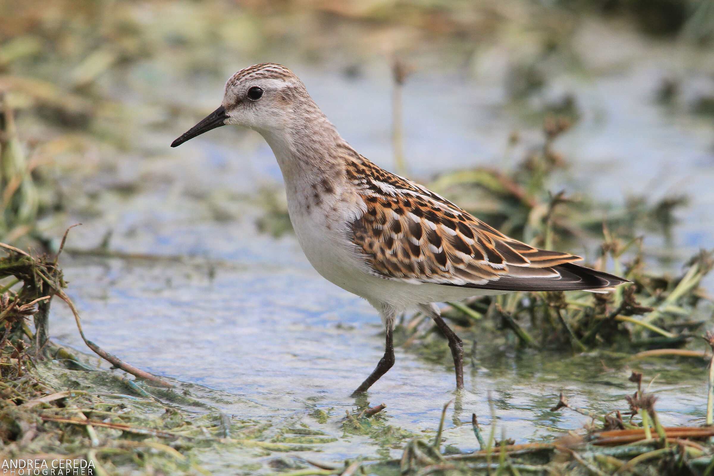 Calidris minuta - Common Shrimp