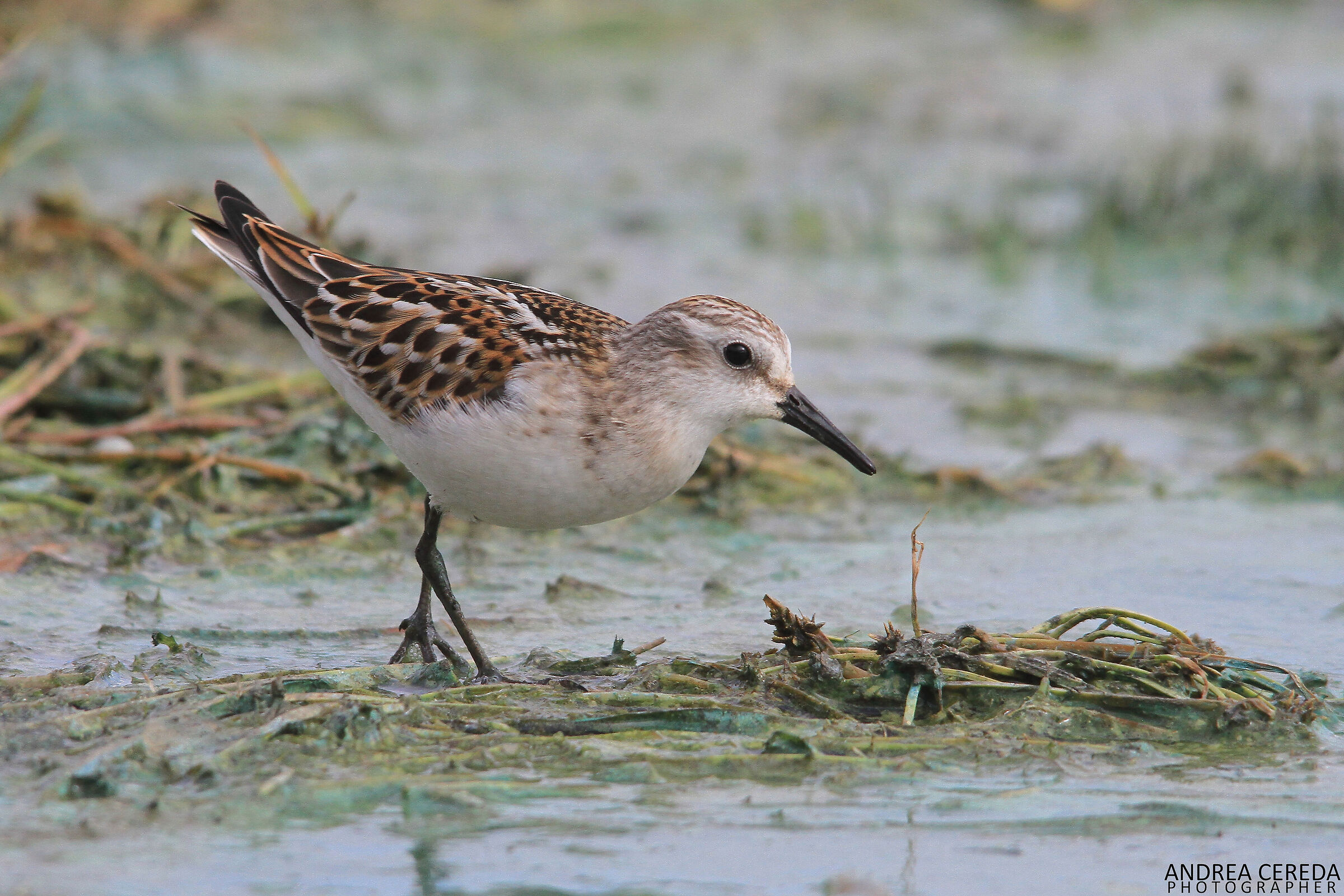 Calidris minuta - Common Shrimp