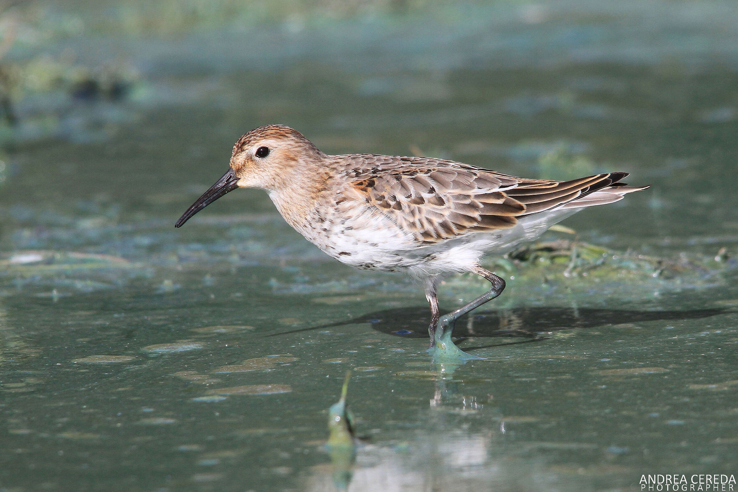 Calidris alpina - Sandpiper