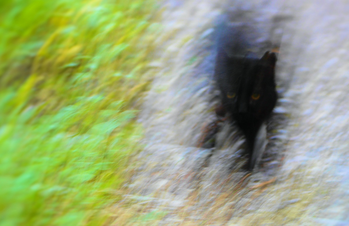 Another missed shot of a cat?