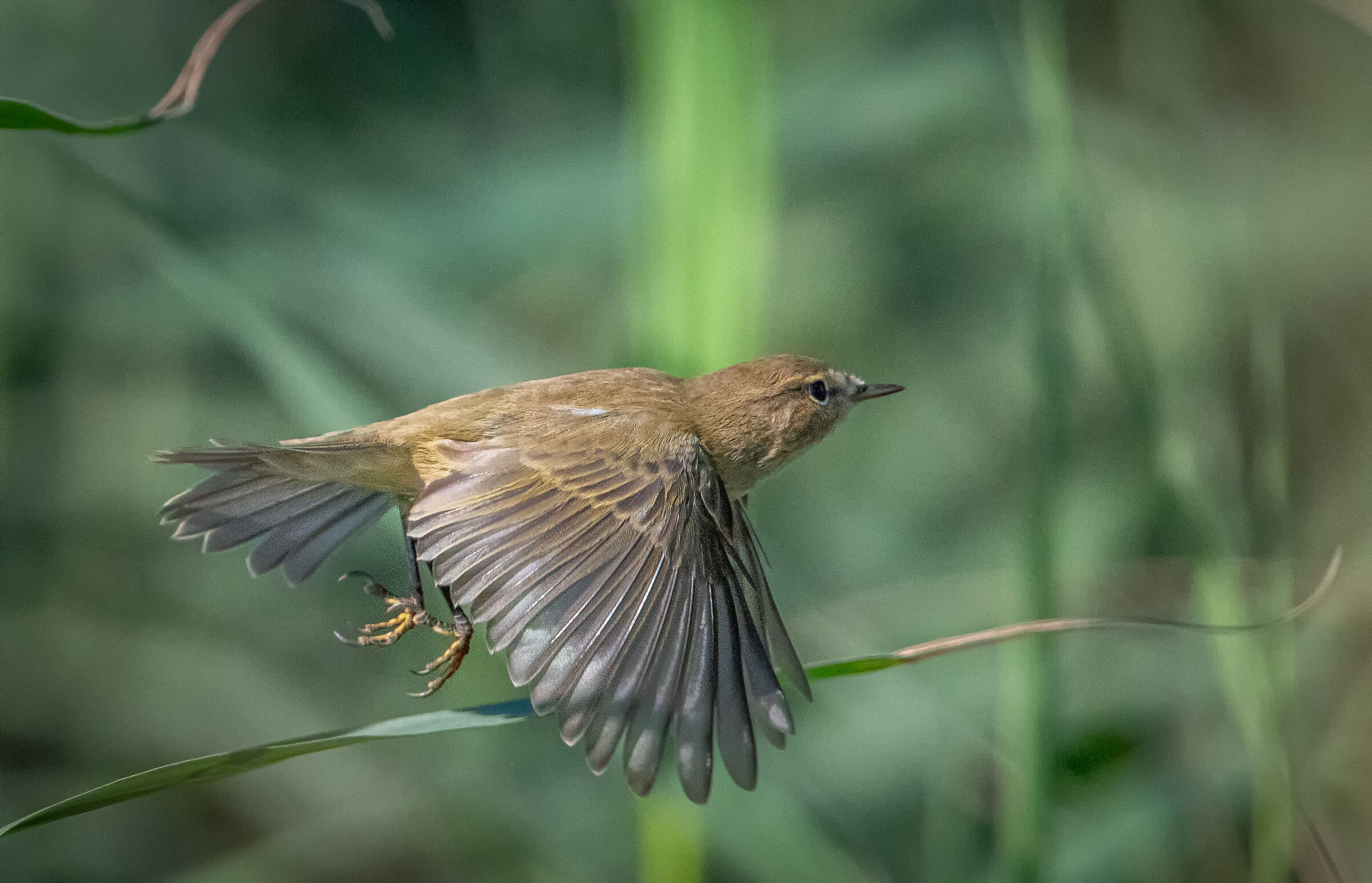 Chiffchaff