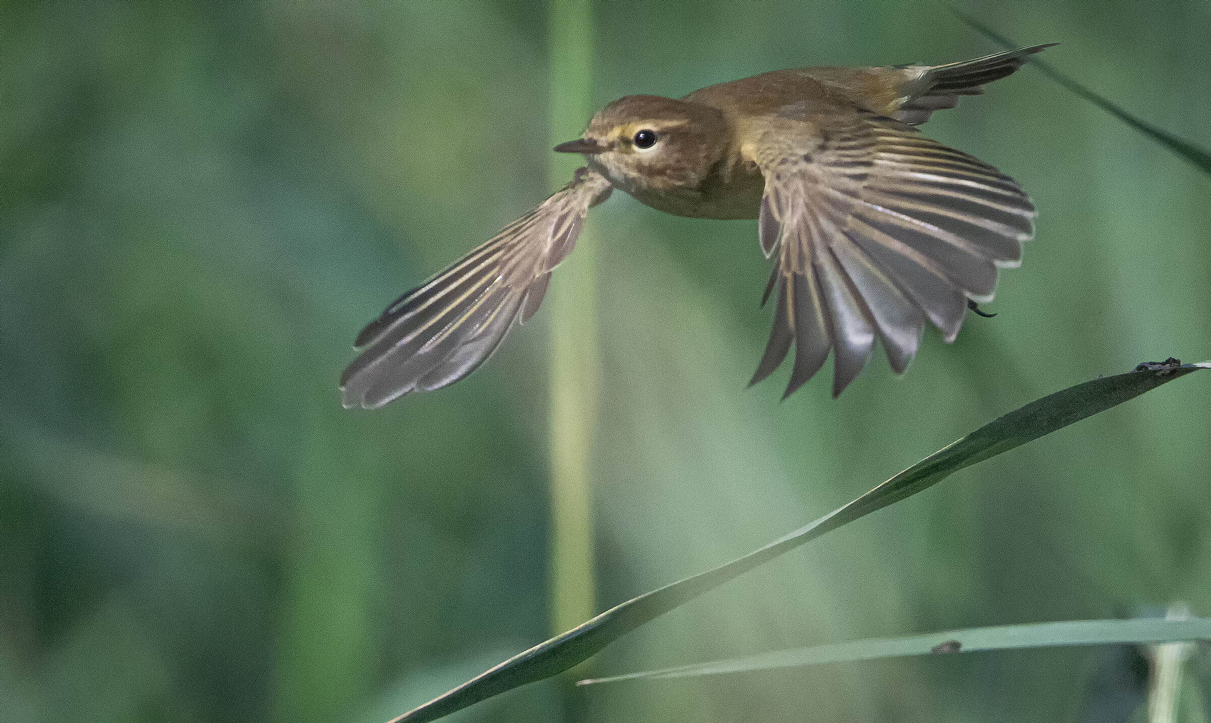 Chiffchaff