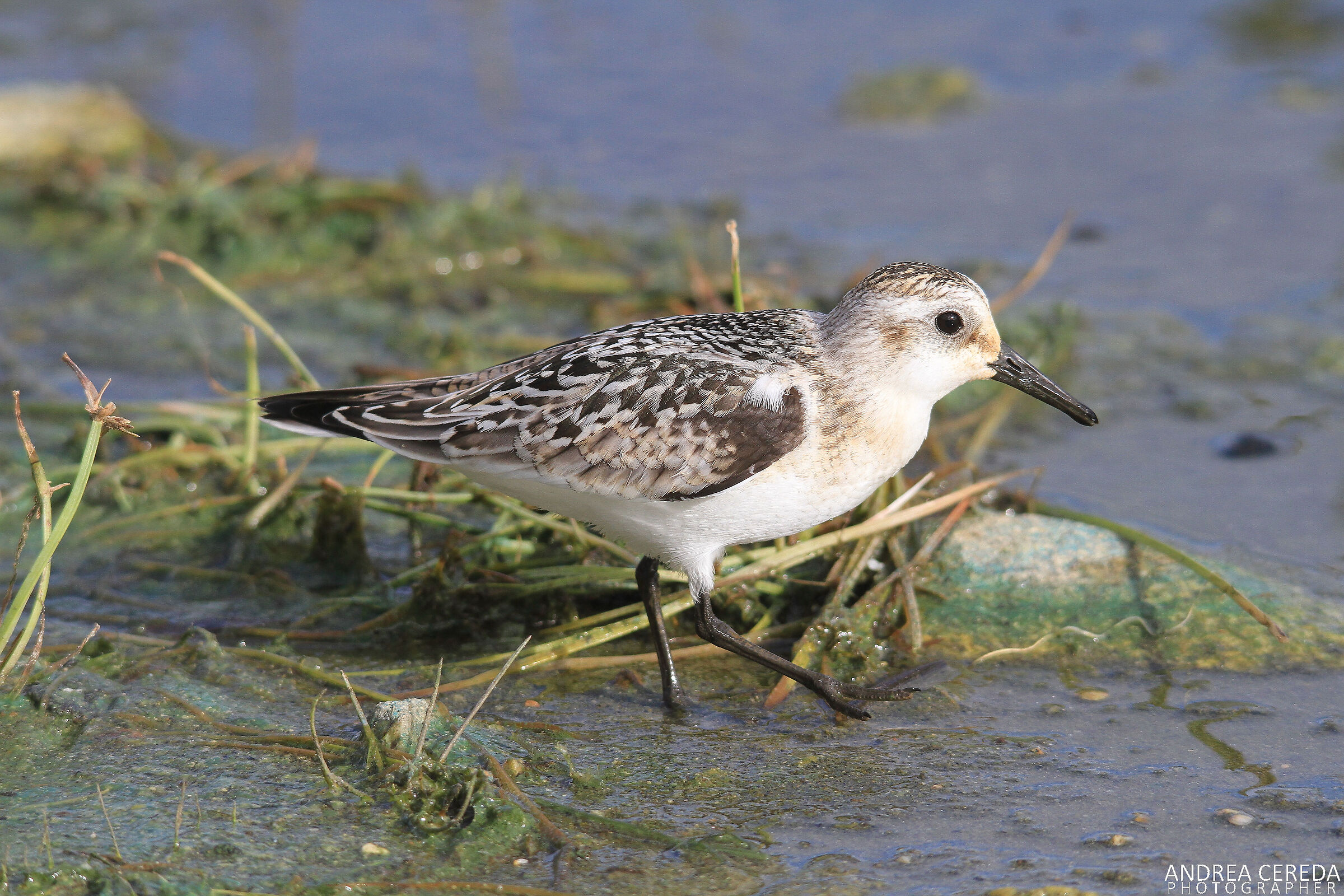 Calidris alba - Three-toed sandpiper