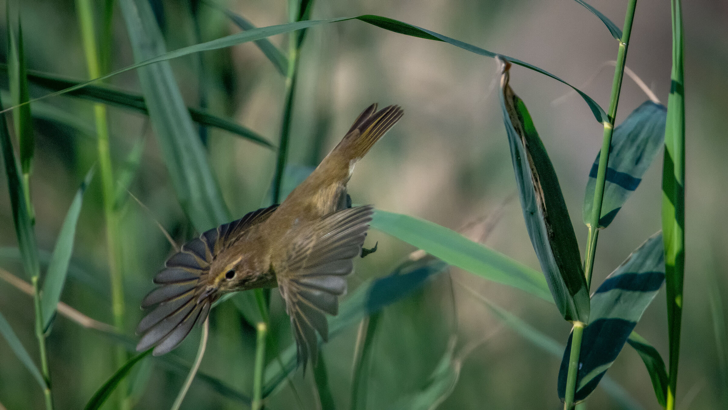 Chiffchaff