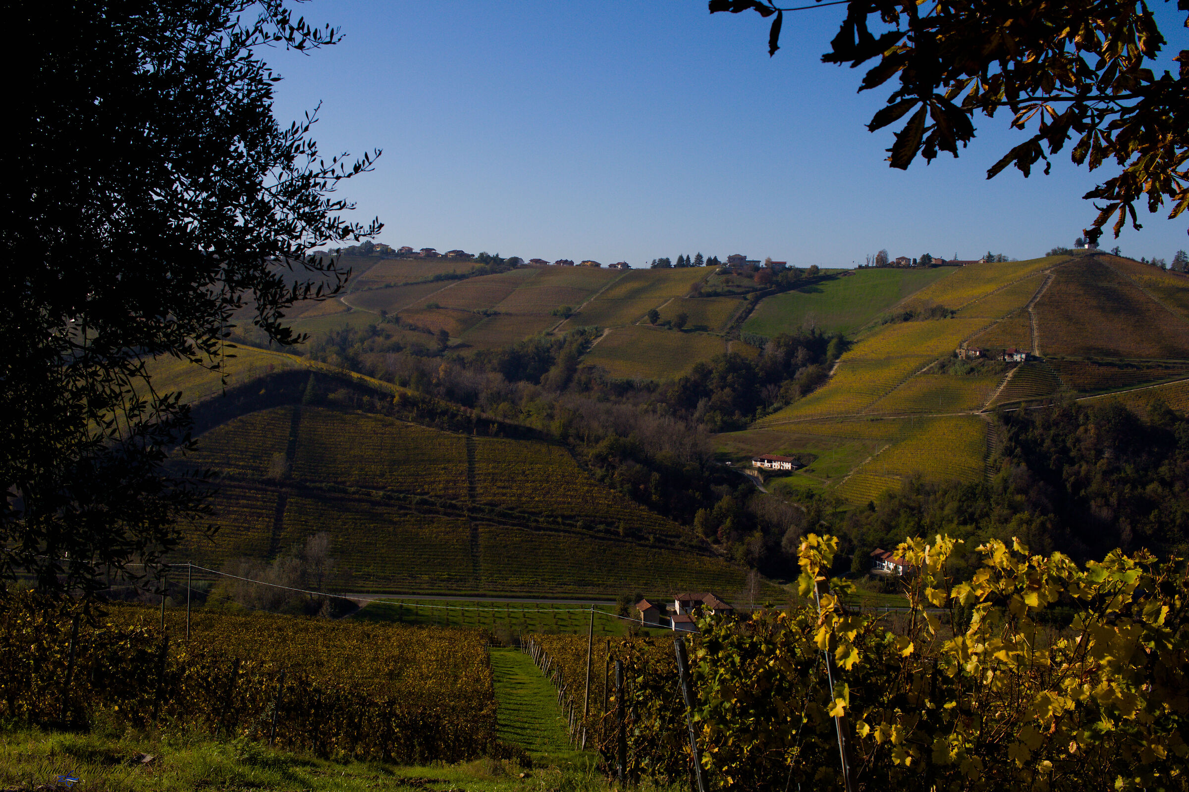 Snowfall for the vines