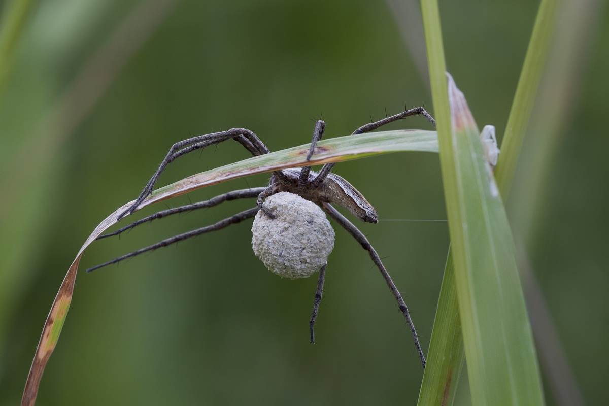 mamma ragno e la pallina di uova
