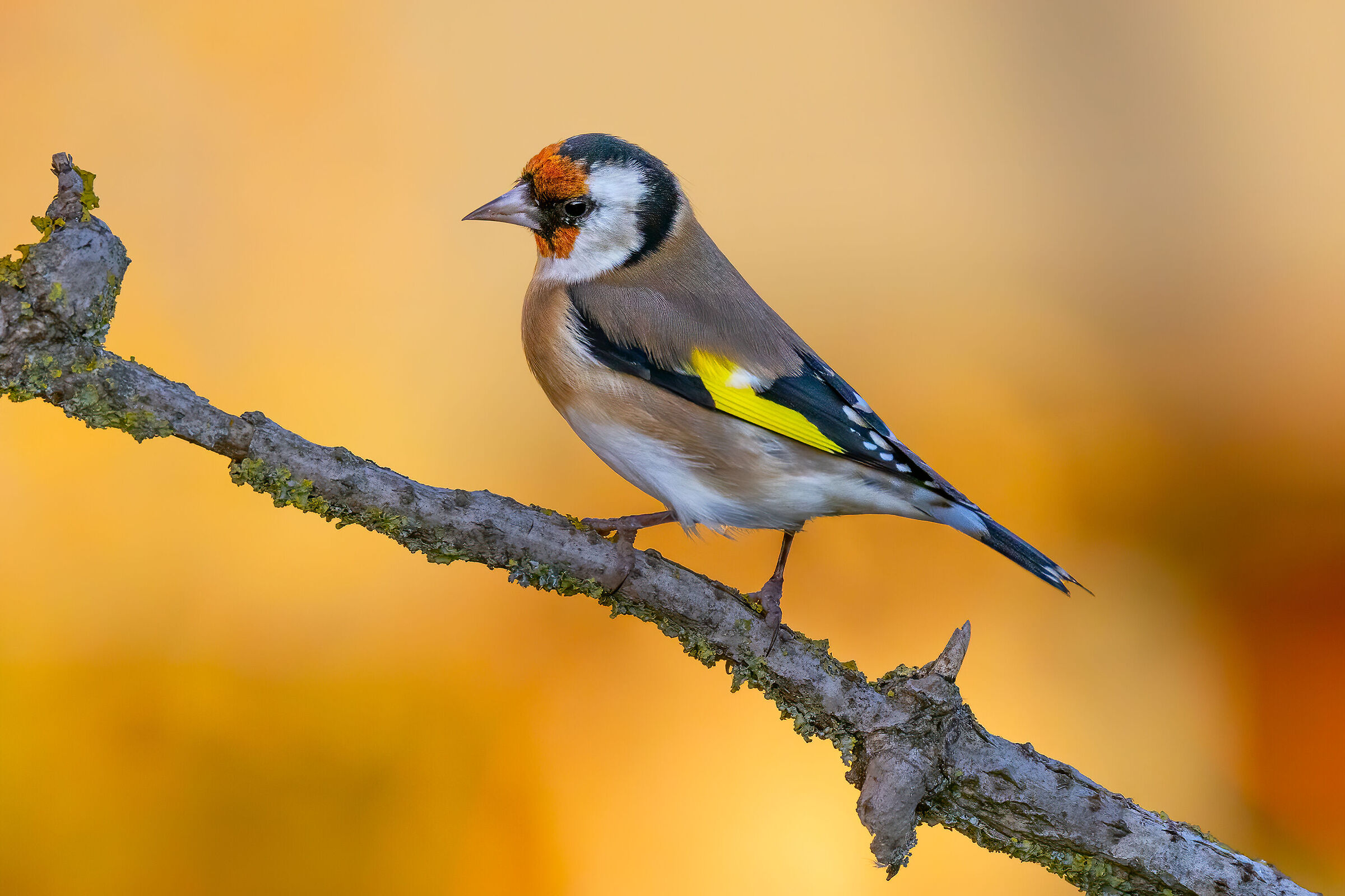 Cardellino juv. su sfondo di betulle autunnali